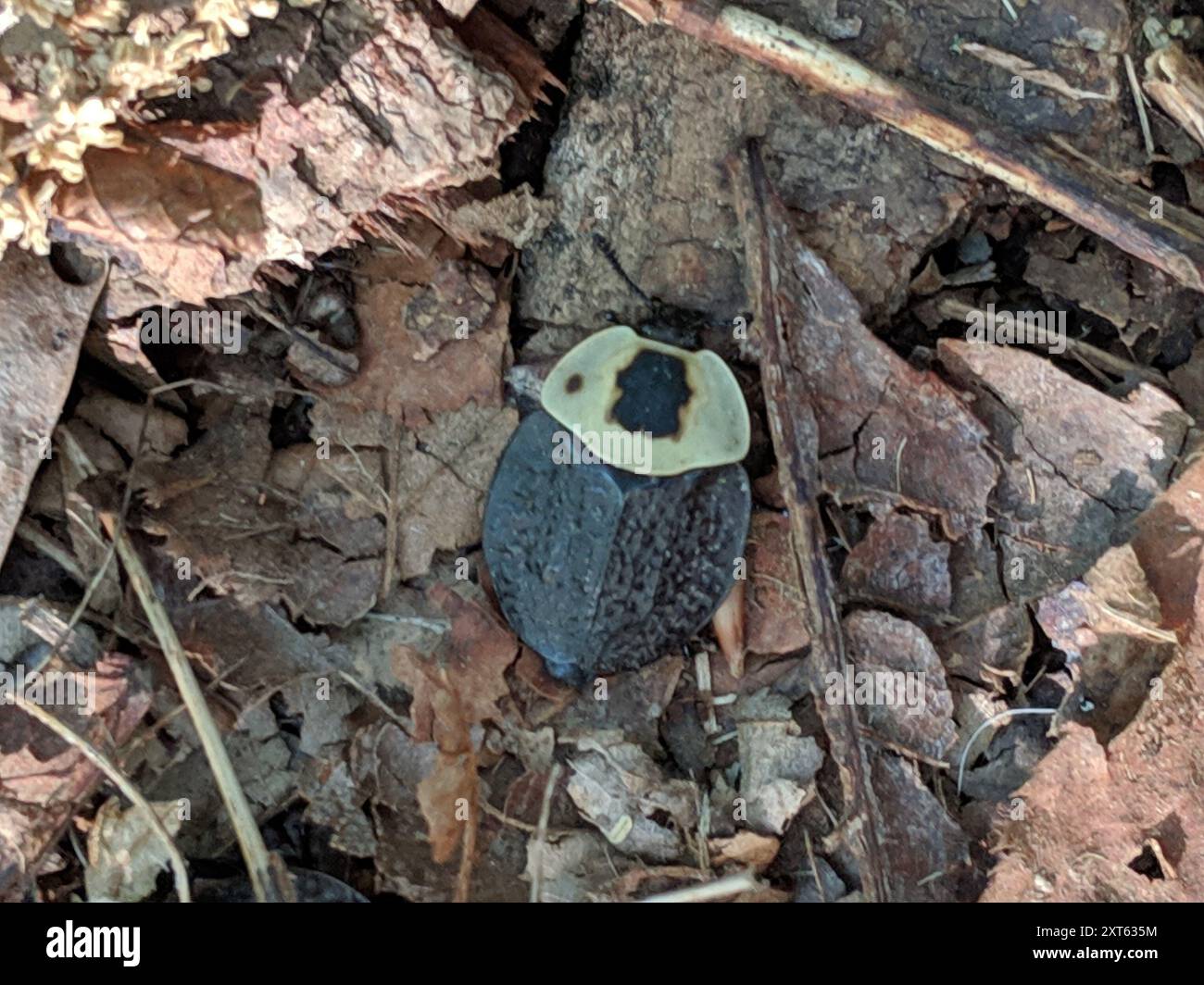 Carrion Inset American Carrion Beetle (Necrophila americana) Insecta Stock Photo - Alamy