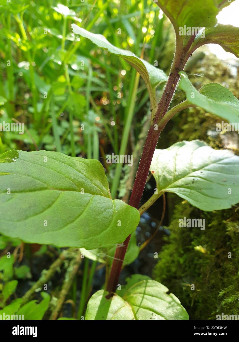 Watermint watermint (Mentha aquatica) Plantae Stock Photo - Alamy