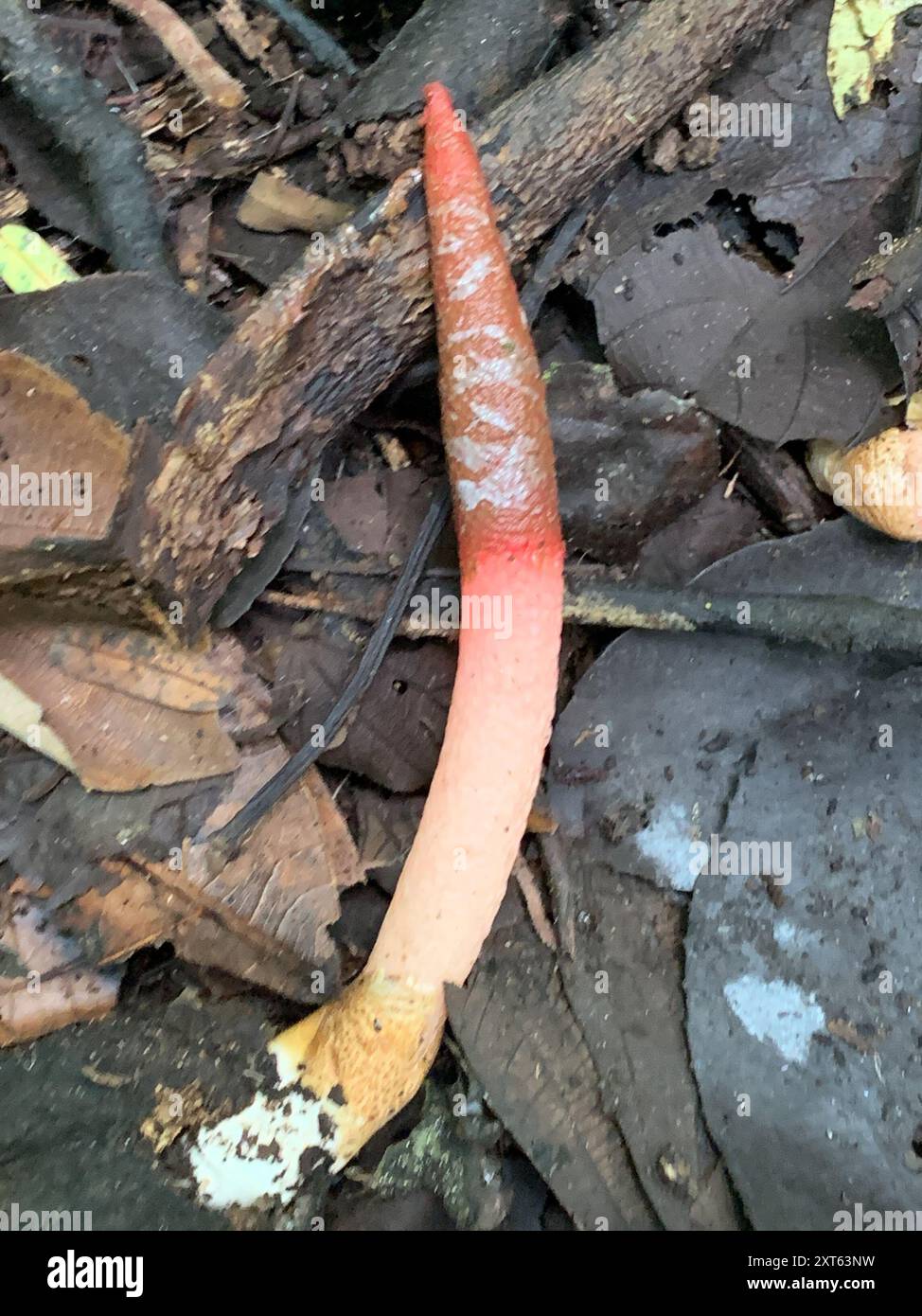 devil's dipstick (Mutinus elegans) Fungi Stock Photo - Alamy