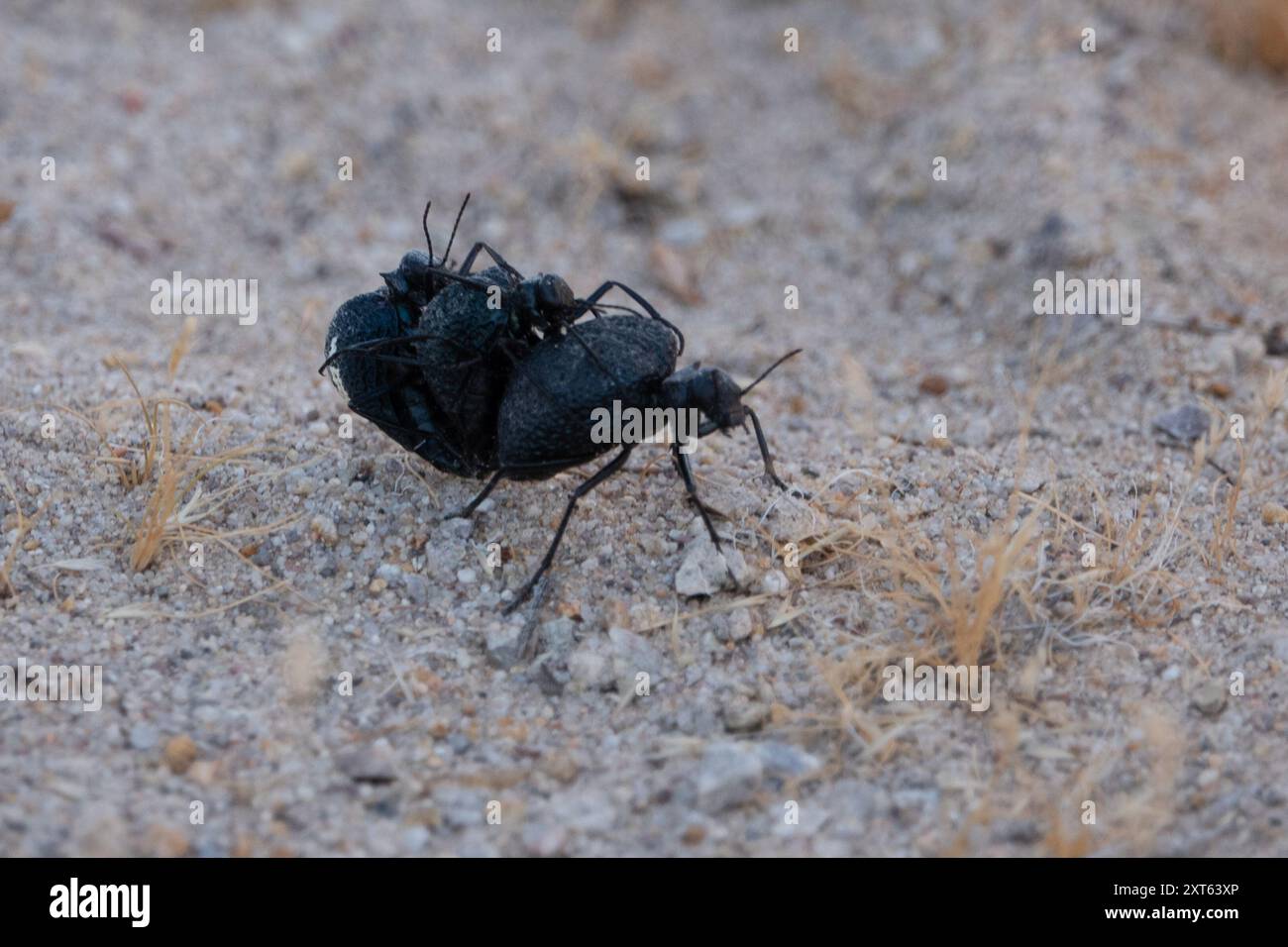 Inflated Beetle (Cysteodemus armatus) Insecta Stock Photo Alamy