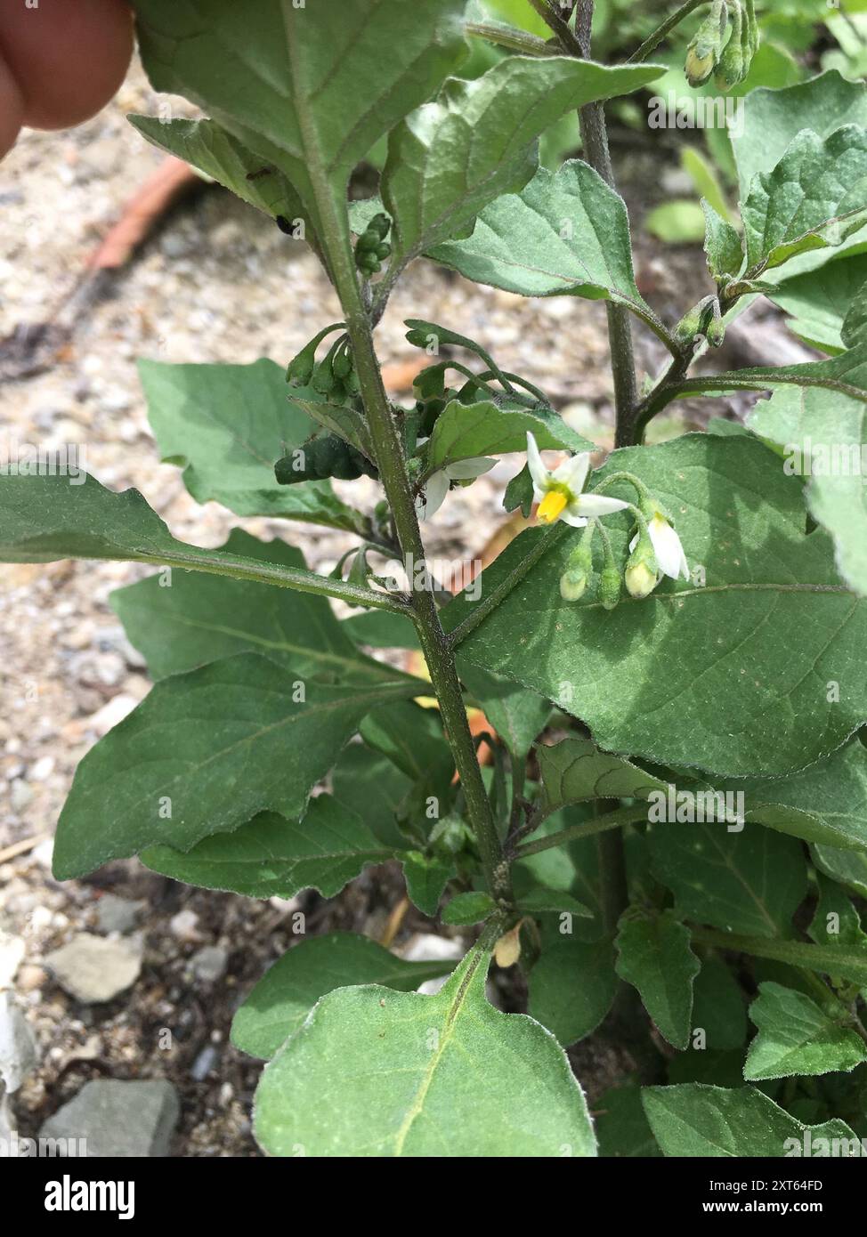 black nightshade (Solanum nigrum) Plantae Stock Photo - Alamy