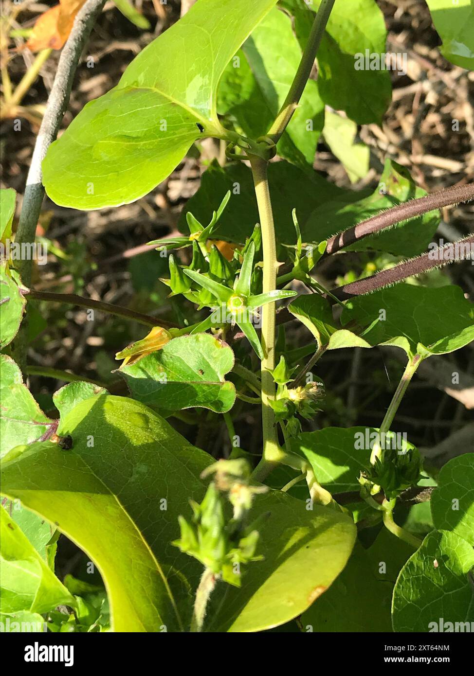 Anglepod (Gonolobus suberosus) Plantae Stock Photo - Alamy