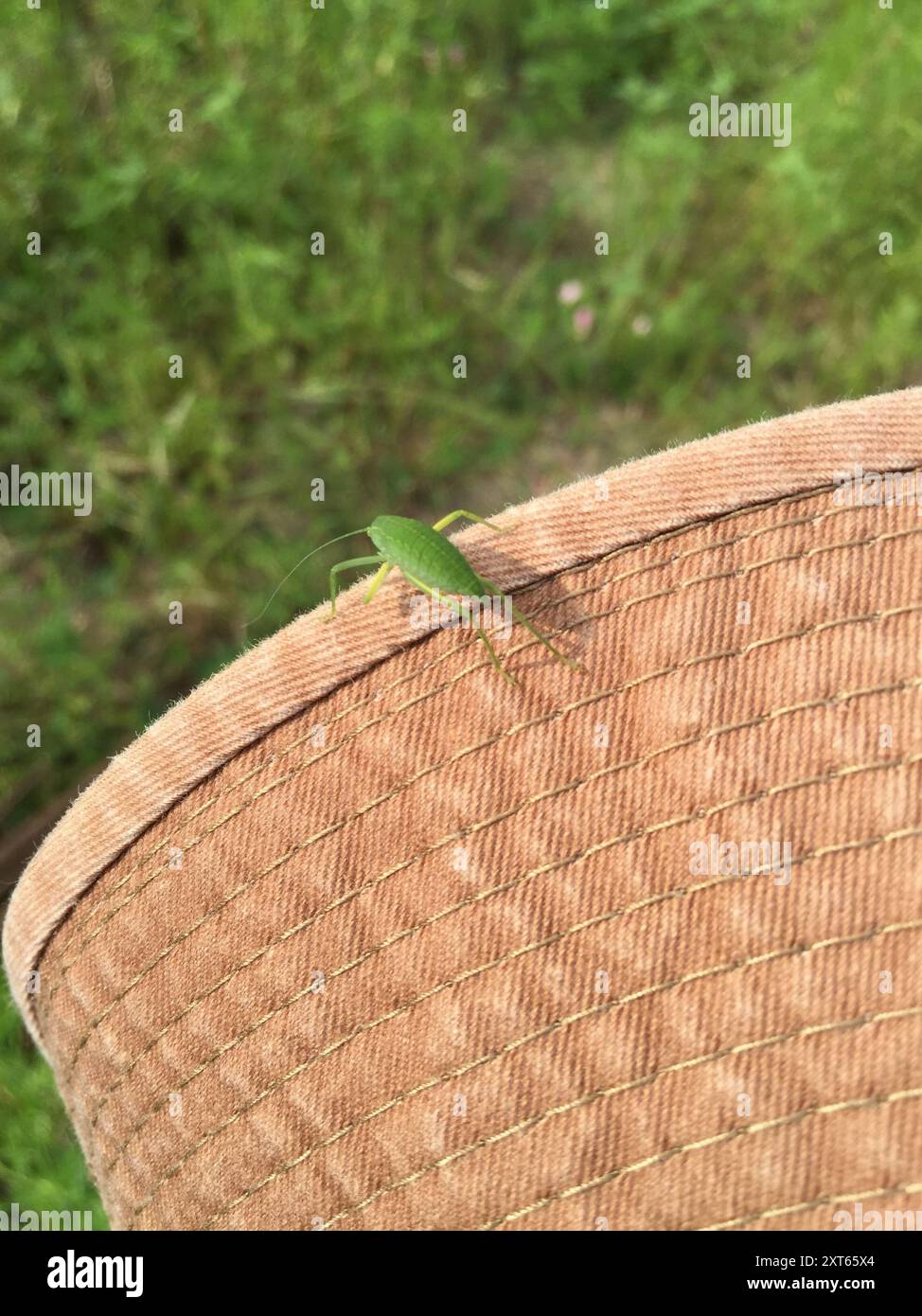 Elli Insect Common True Katydid (Pterophylla camellifolia) Insecta Stock Photo - Alamy