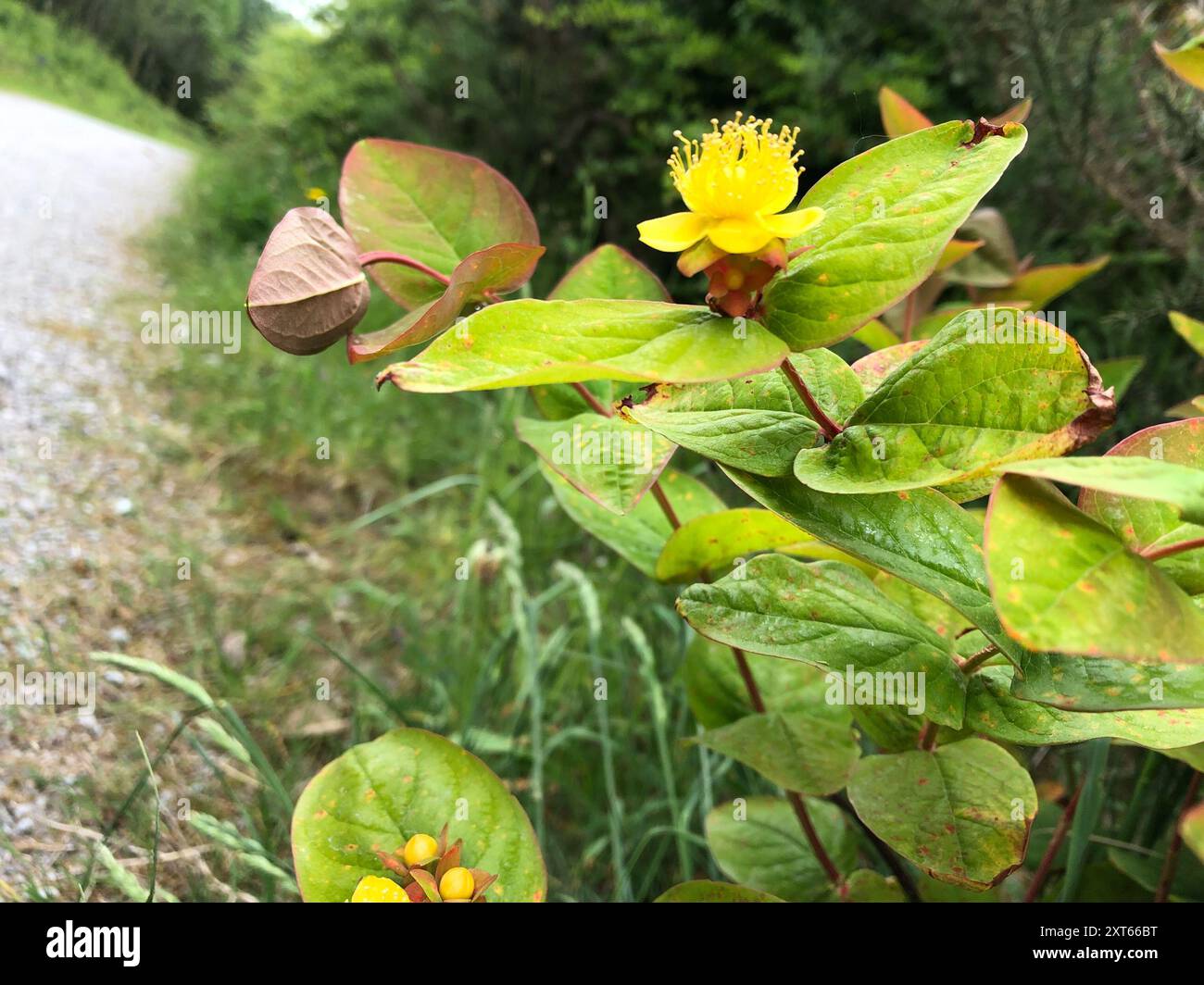 Tutsan (Hypericum androsaemum) Plantae Stock Photo - Alamy