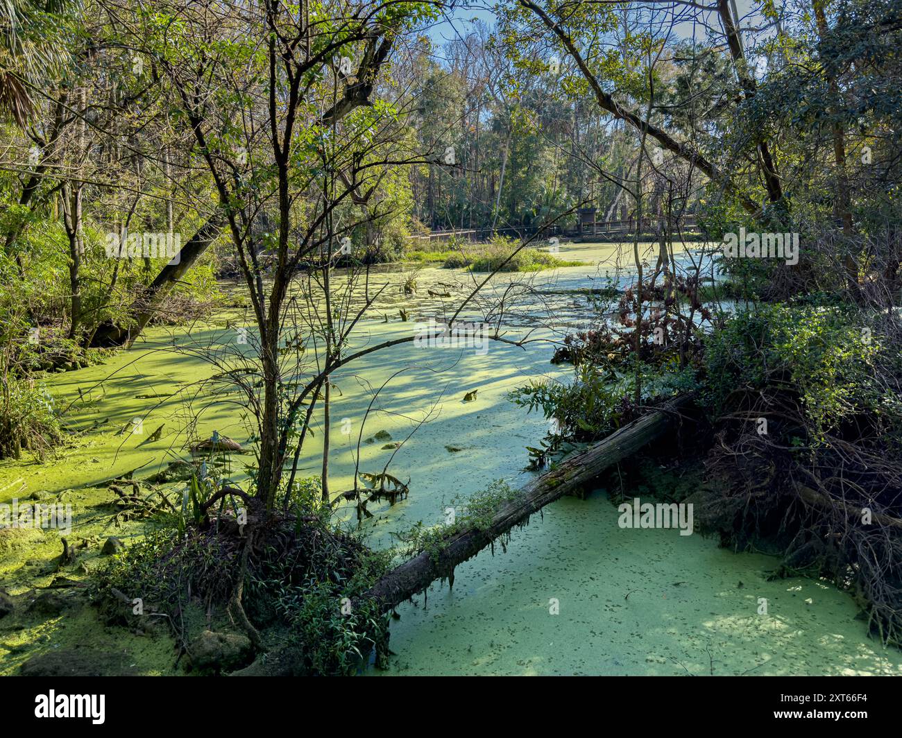 Beautiful florida everglades swamp cover with green leaves in the forest , mangrove in Florida - USA Stock Photo