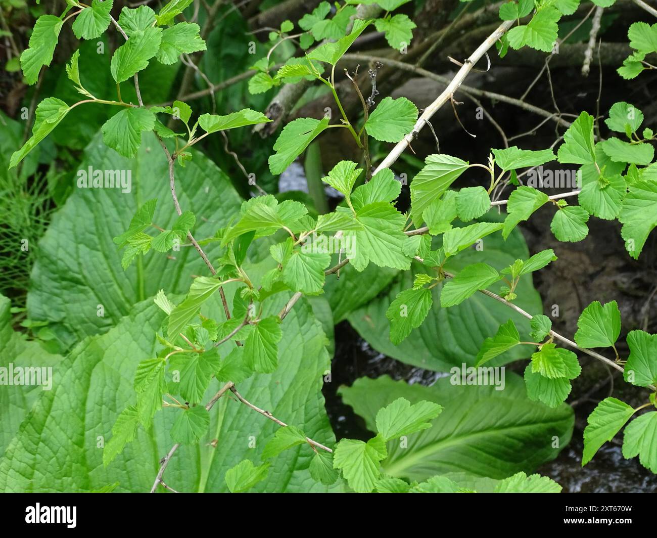 common ninebark (Physocarpus opulifolius) Plantae Stock Photo - Alamy