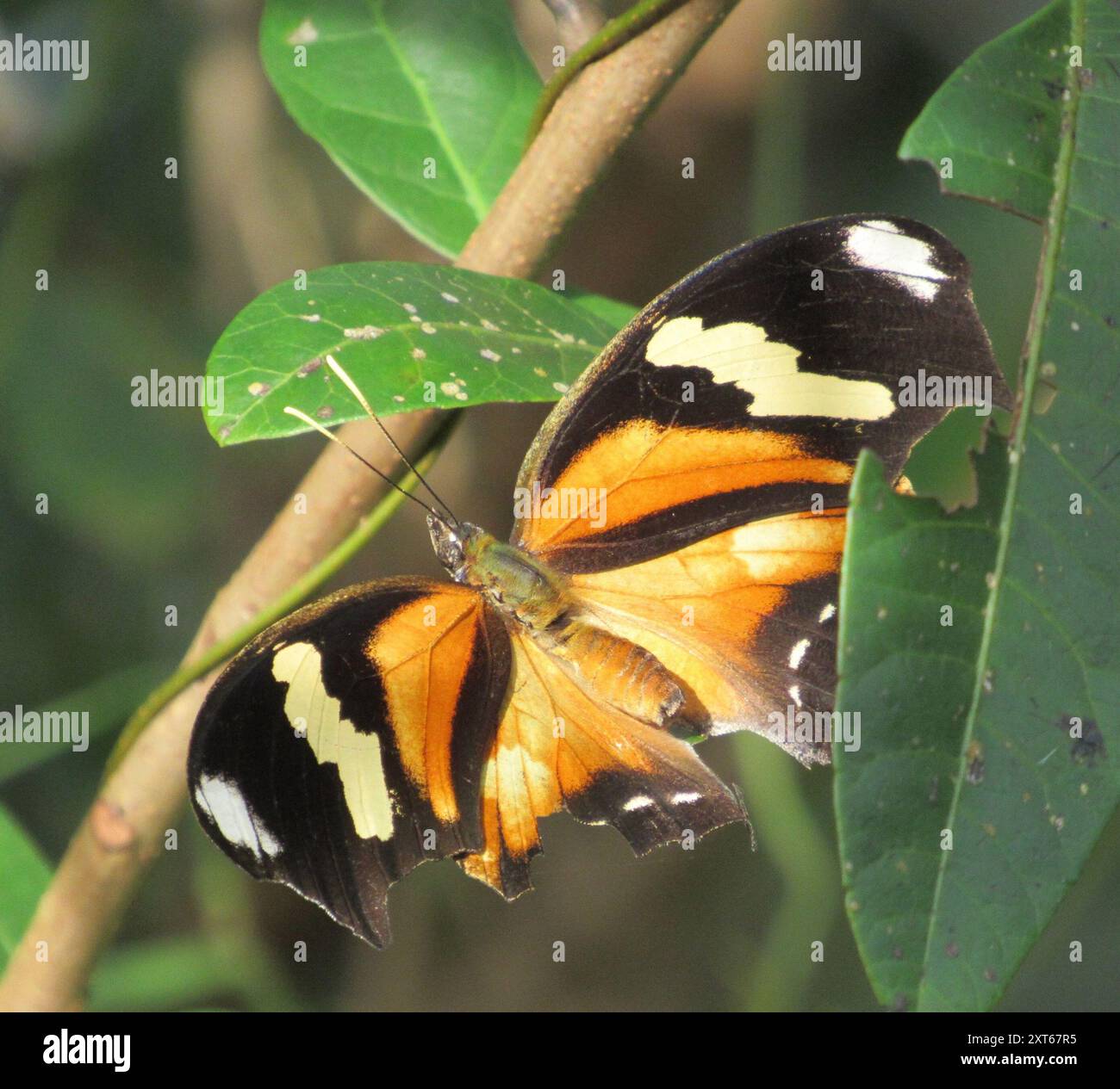 Consul Fabius Tiger Leafwing (Consul fabius) Insecta Stock Photo - Alamy