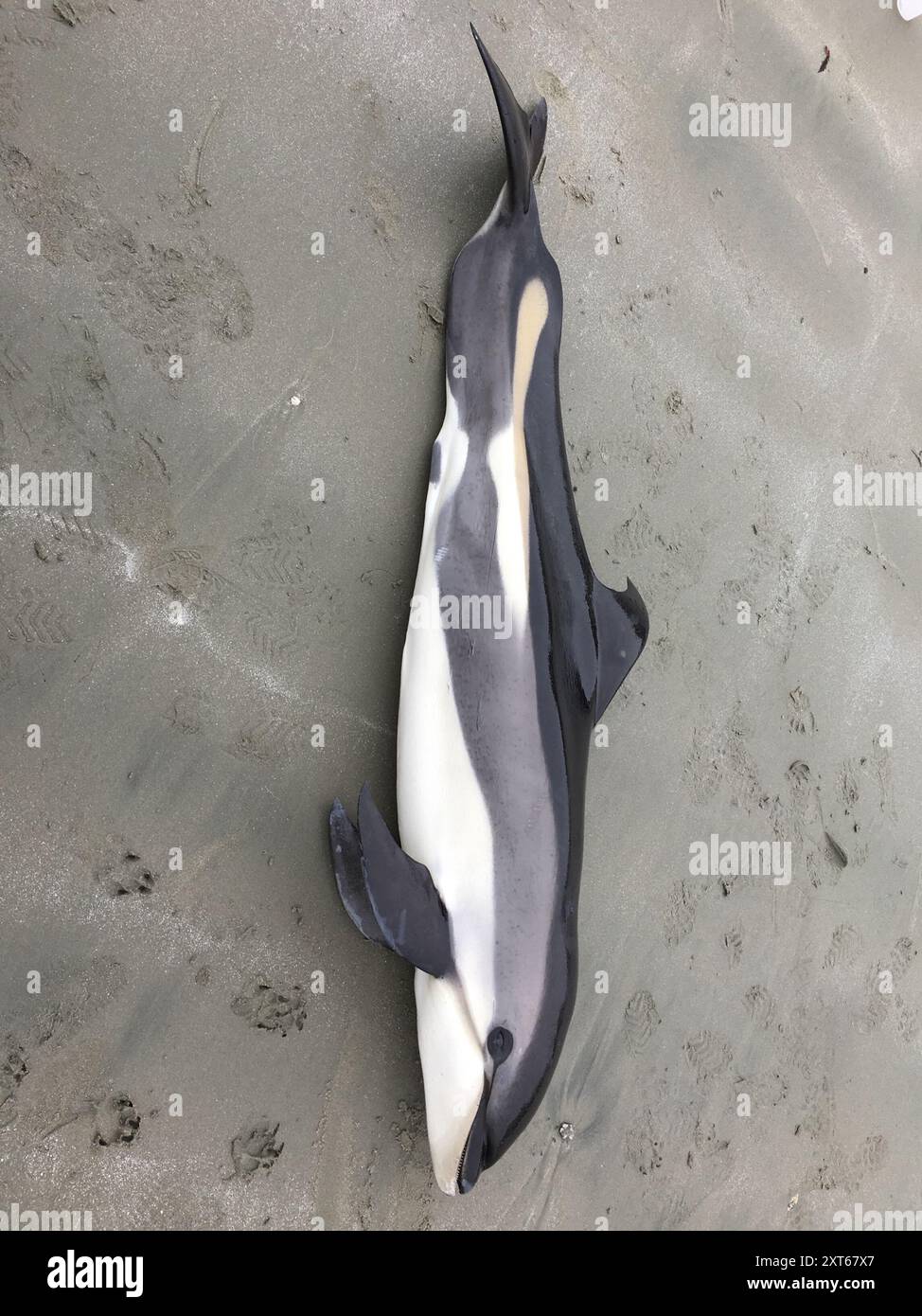 Atlantic White sided Dolphin Leucopleurus Acutus Mammalia Stock Photo Atlantic White sided Dolphin Leucopleurus Acutus Mammalia Stock Photo