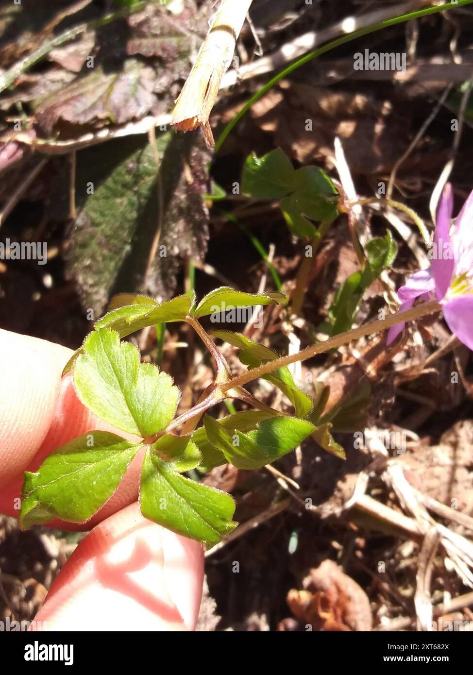 Oregon anemone (Anemonoides oregana) Plantae Stock Photo - Alamy