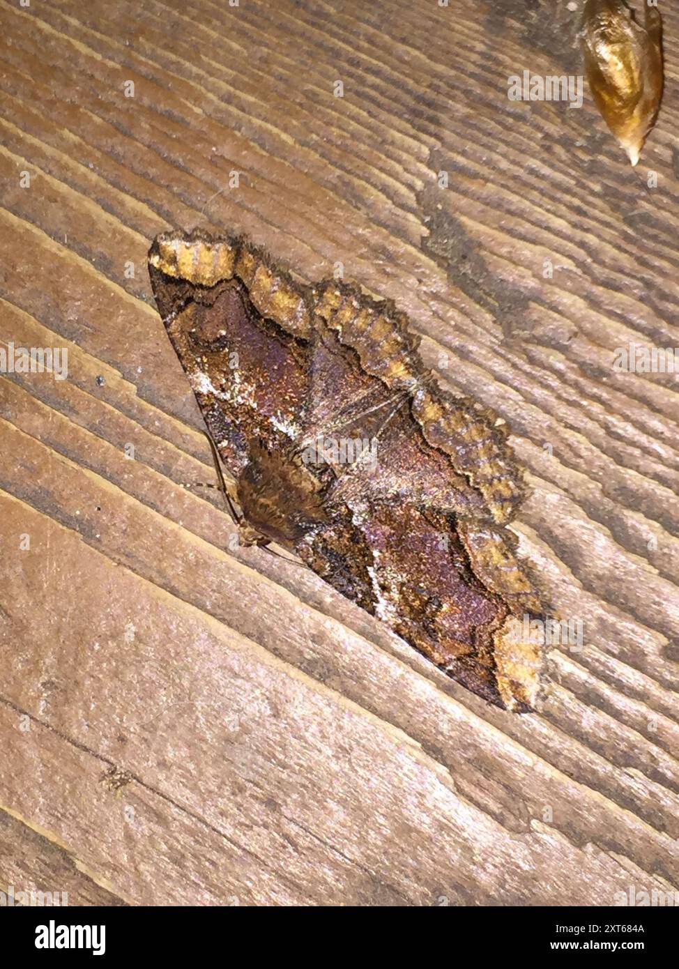 Colorful Zale Moth (Zale minerea) Insecta Stock Photo - Alamy