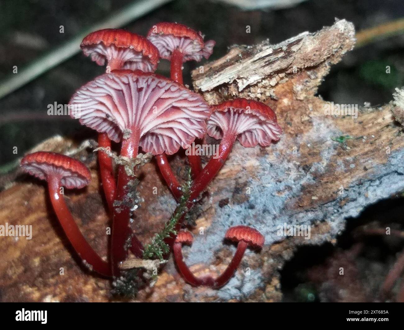 Ruby Bonnot ruby bonnet (Cruentomycena viscidocruenta) Fungi Stock Photo - Alamy