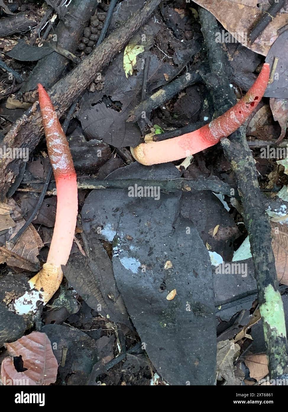 Mutinus elegans hi-res stock photography and images - Alamy