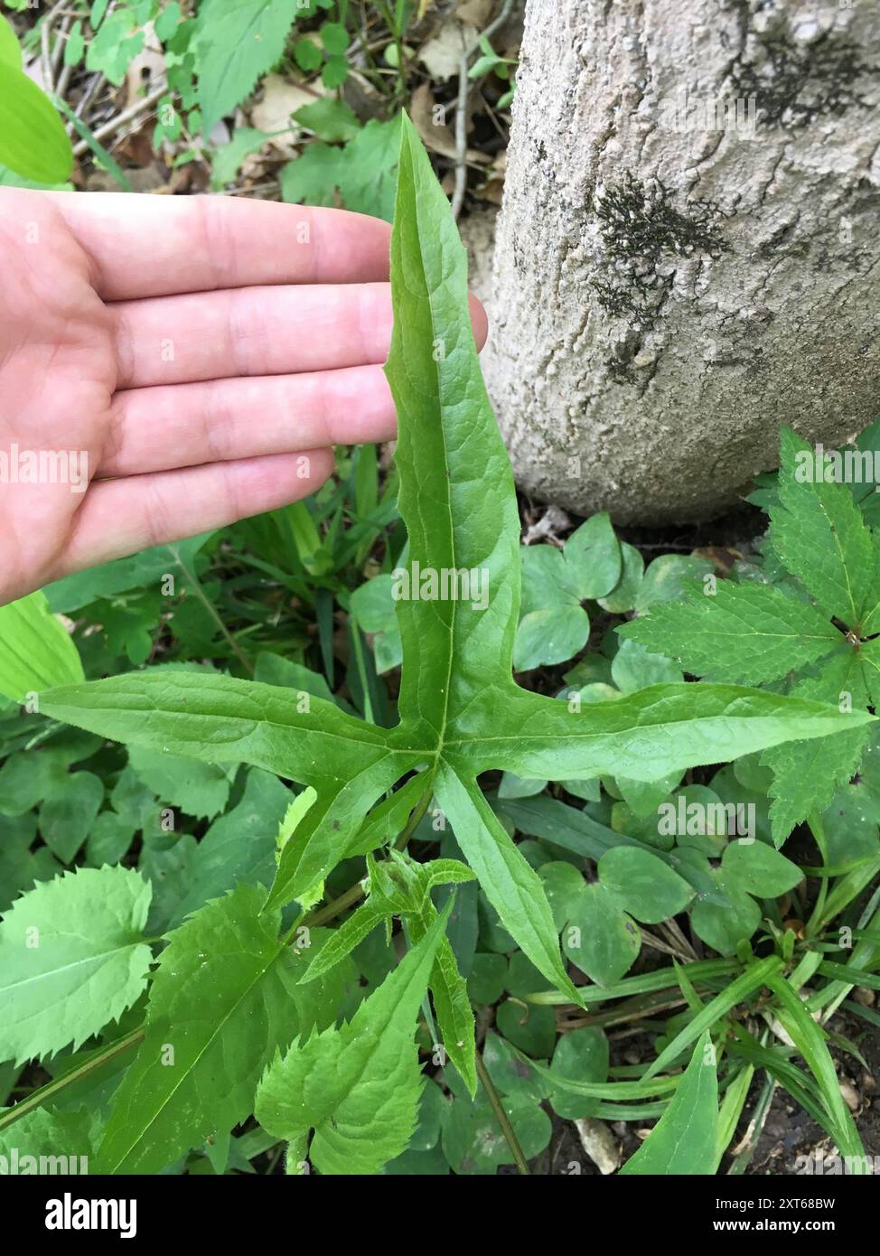 white rattlesnake root (Nabalus albus) Plantae Stock Photo - Alamy