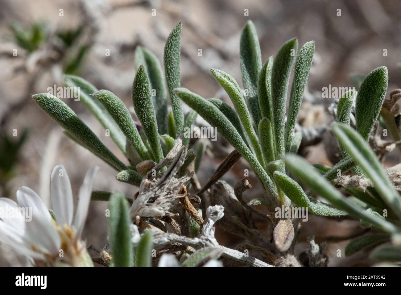 Gypsum-loving Ground-Daisy (Townsendia gypsophila) Plantae Stock Photo ...