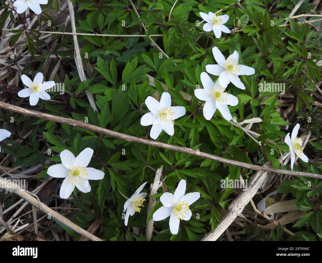wood anemone (Anemonoides nemorosa) Plantae Stock Photo - Alamy