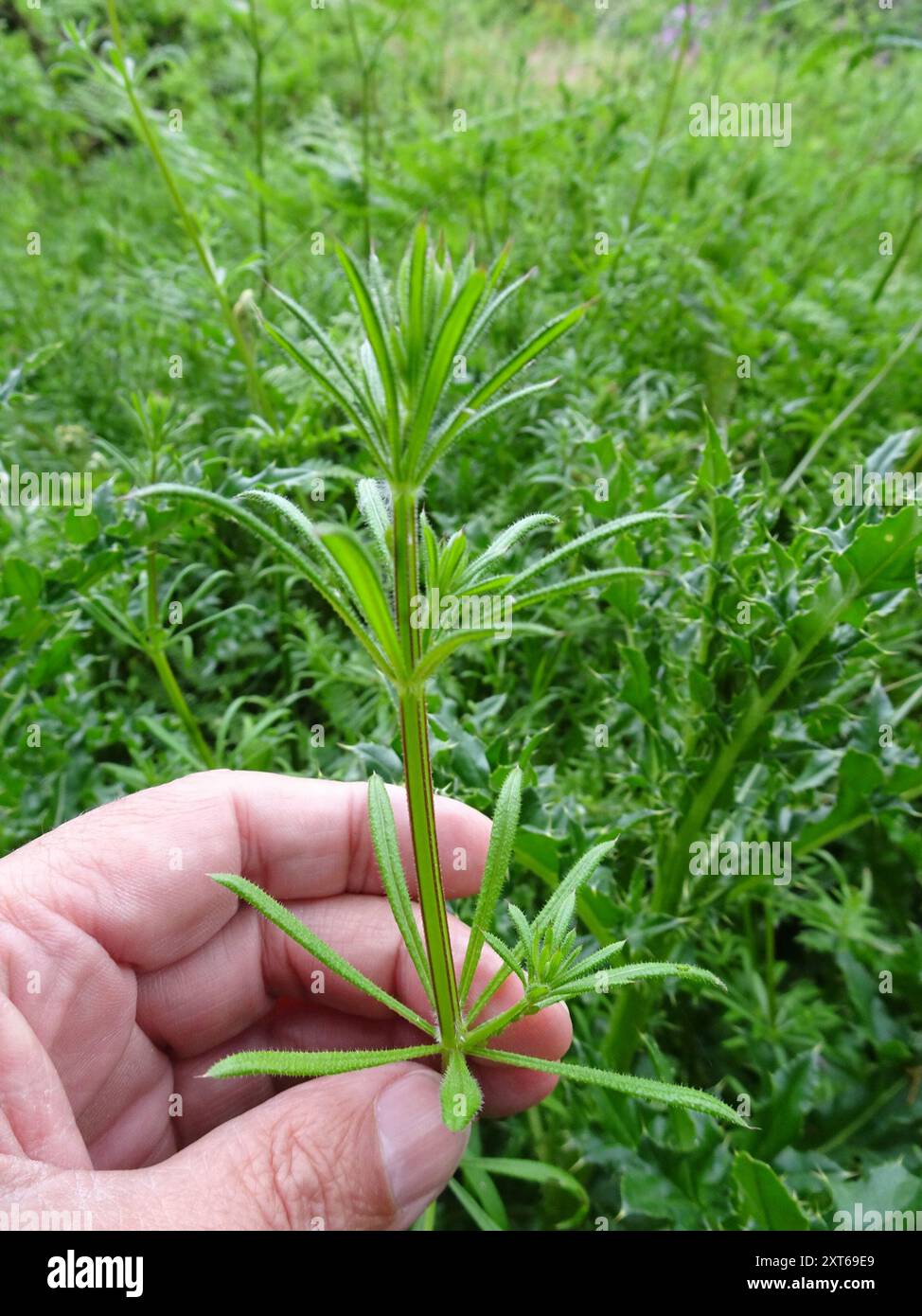 catchweed bedstraw (Galium aparine) Plantae Stock Photo - Alamy