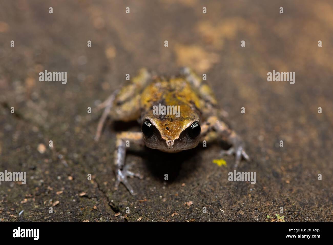 A cute bush squeaker (Arthroleptis wahlbergii) in a coastal forest ...