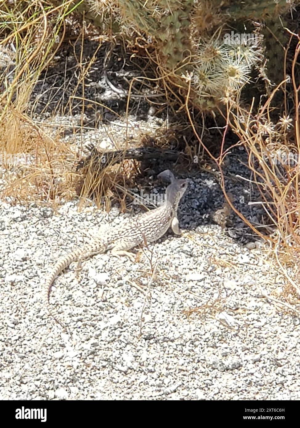 Desert Iguana (Dipsosaurus dorsalis) Reptilia Stock Photo - Alamy