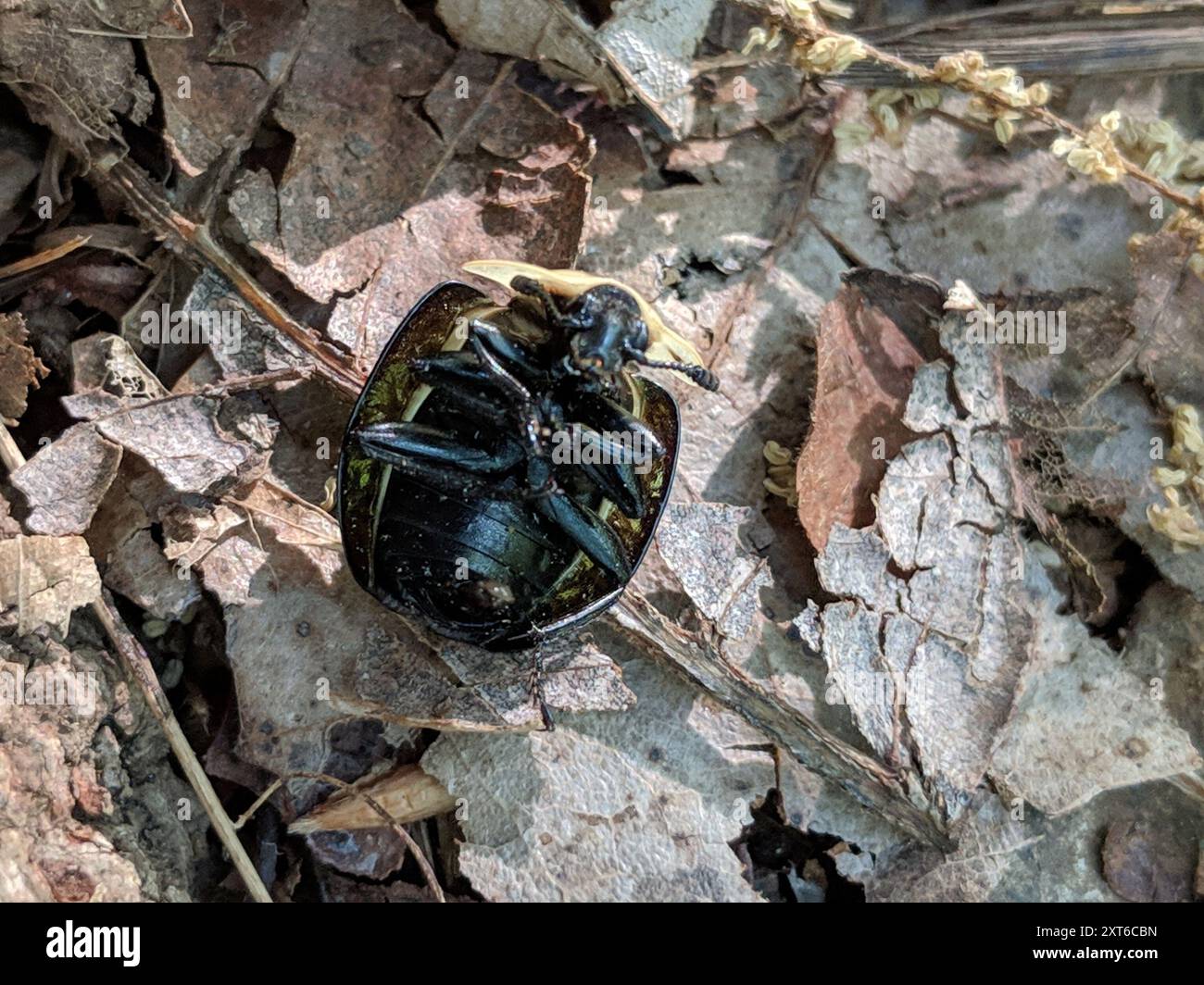 Carrion Inset American Carrion Beetle (Necrophila americana) Insecta Stock Photo - Alamy