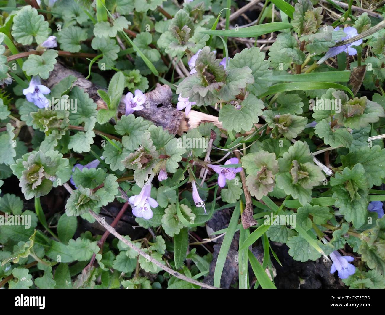 ground-ivy (Glechoma hederacea) Plantae Stock Photo - Alamy