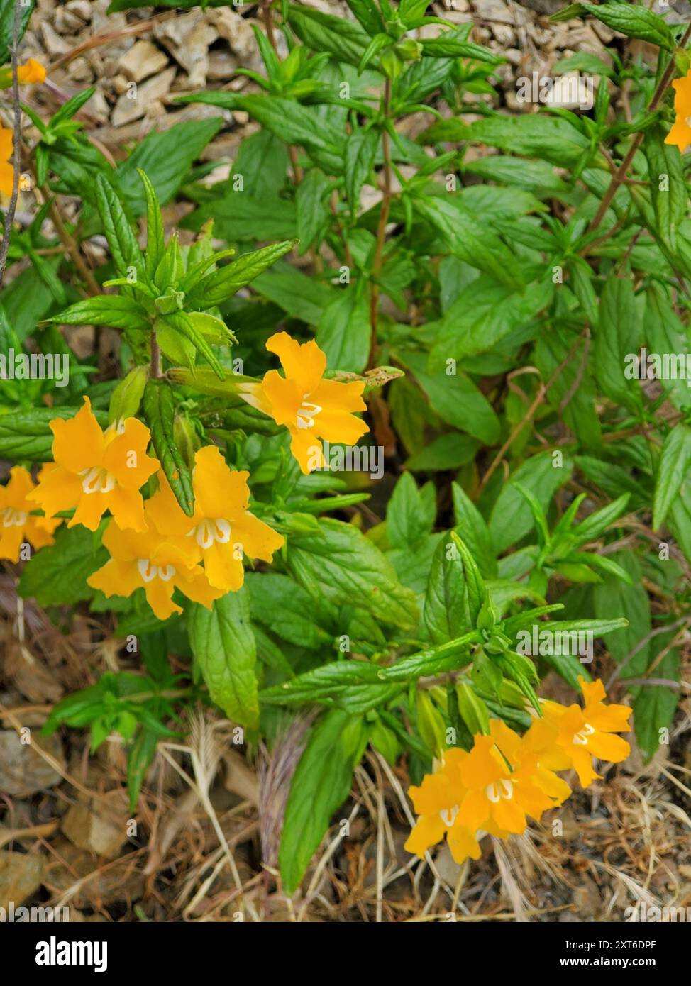 southern bush monkeyflower (Diplacus longiflorus) Plantae Stock Photo ...