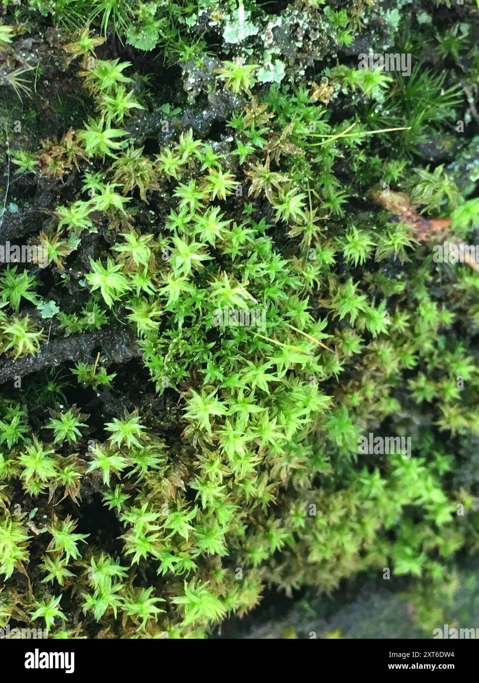mosses (Bryophyta) Plantae Stock Photo - Alamy