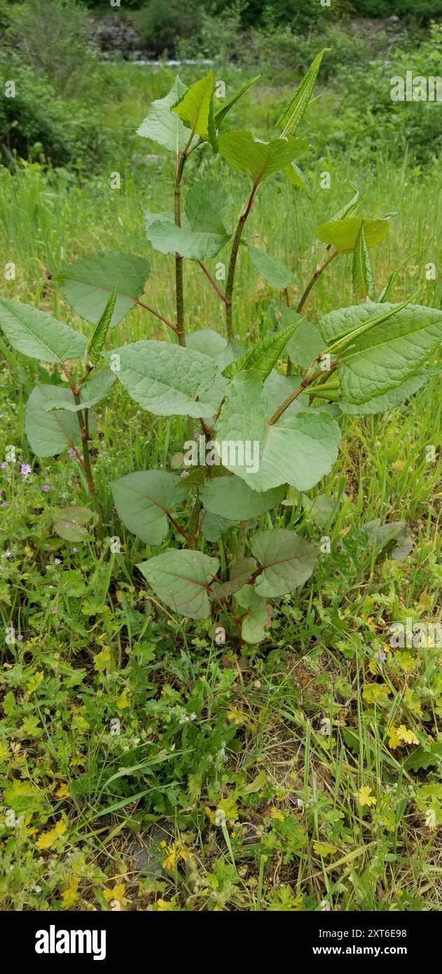 Bohemian Knotweed (Reynoutria × bohemica) Plantae Stock Photo - Alamy