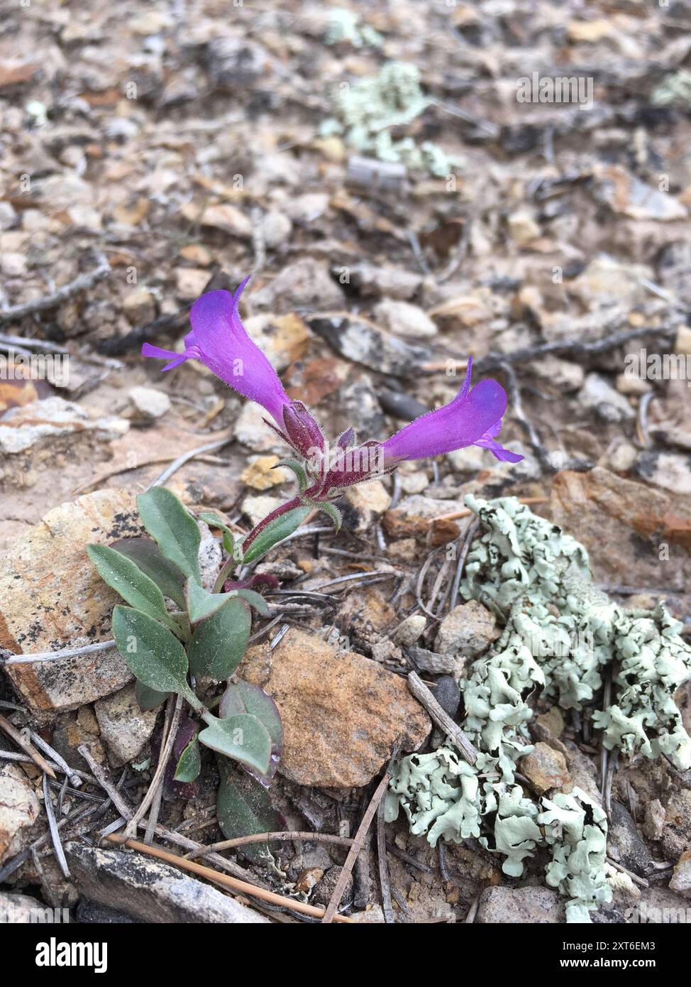 Moffatt's Beardtongue (Penstemon moffatii) Plantae Stock Photo