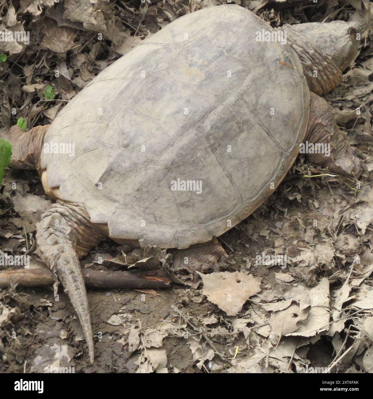 Common Snapping Turtle (Chelydra serpentina) Reptilia Stock Photo - Alamy