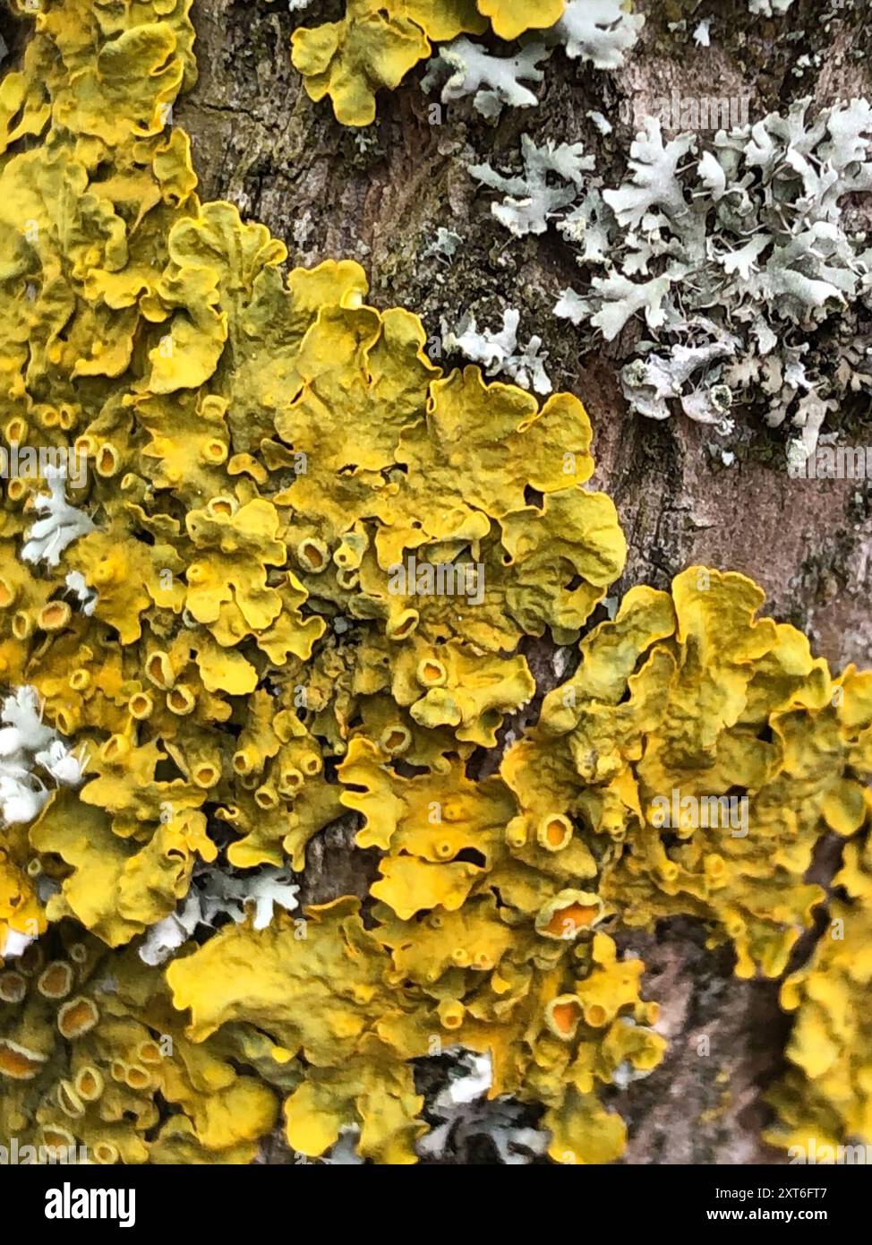 Common Sunburst Lichen (Xanthoria parietina) Fungi Stock Photo - Alamy