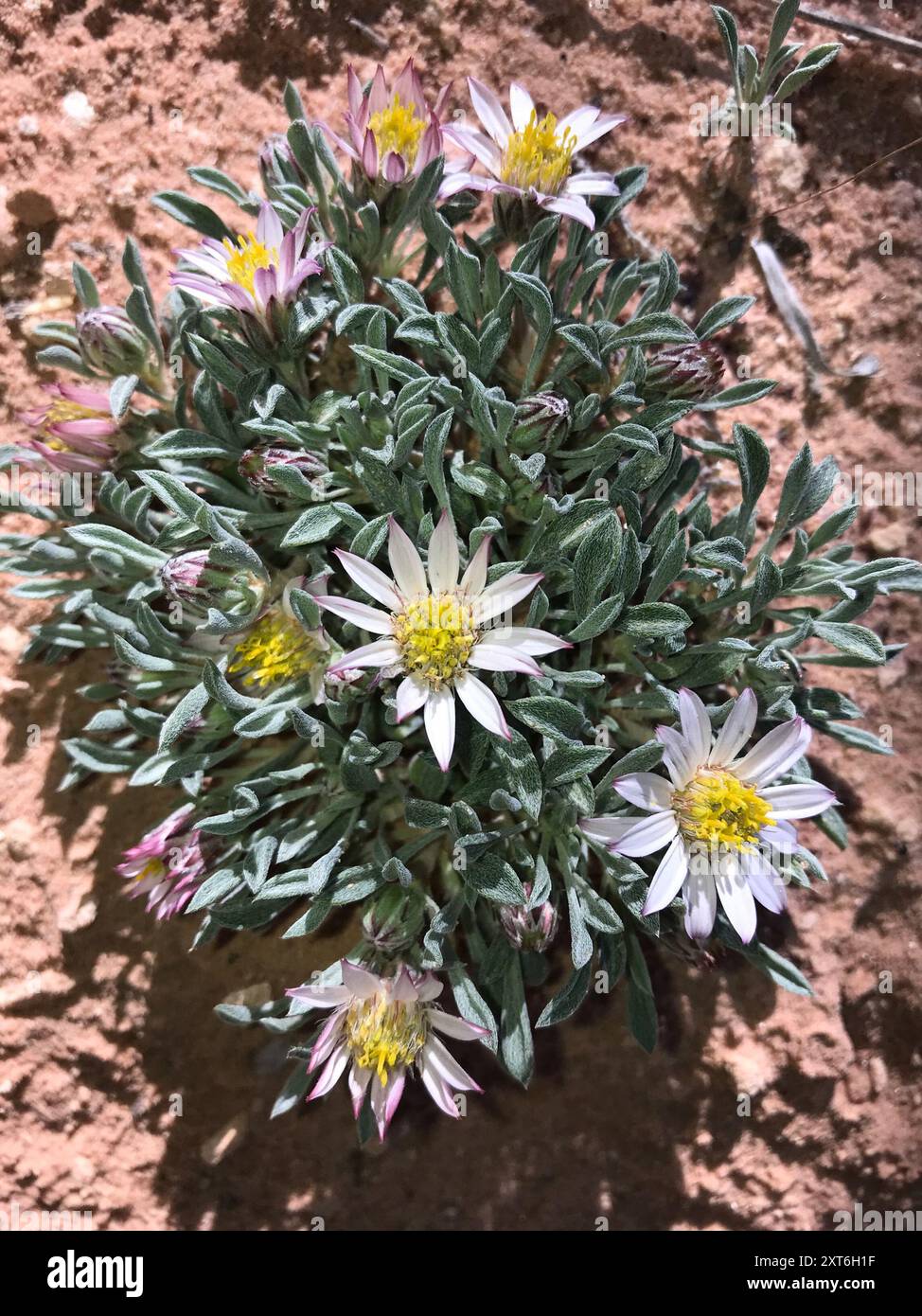 Hoary Townsend Daisy (Townsendia incana) Plantae Stock Photo - Alamy