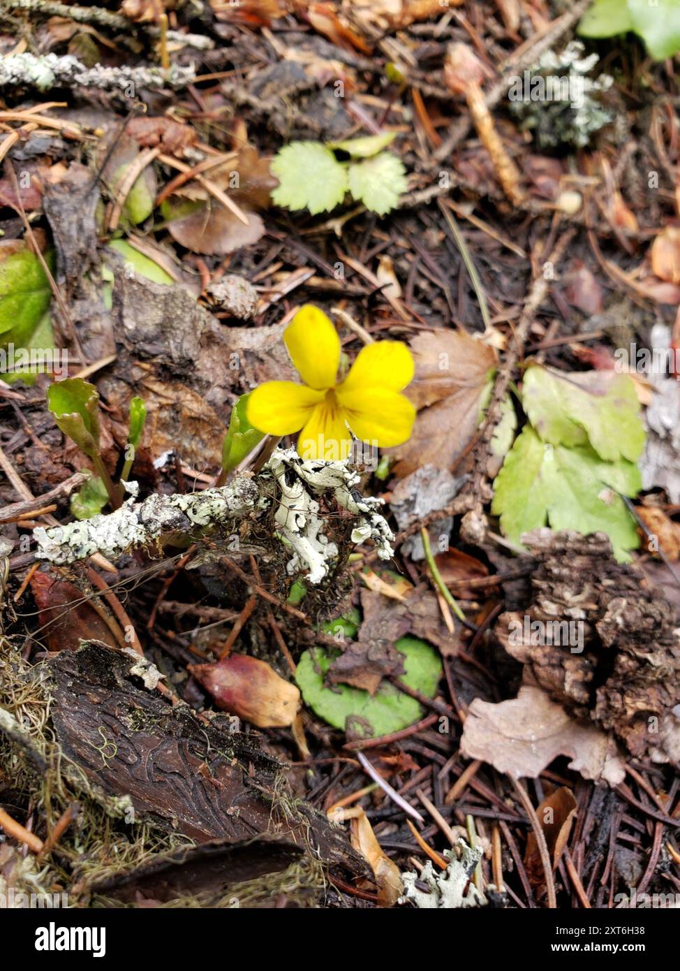 Roundleaf Violet Viola orbiculata hi-res stock photography and images - Alamy
