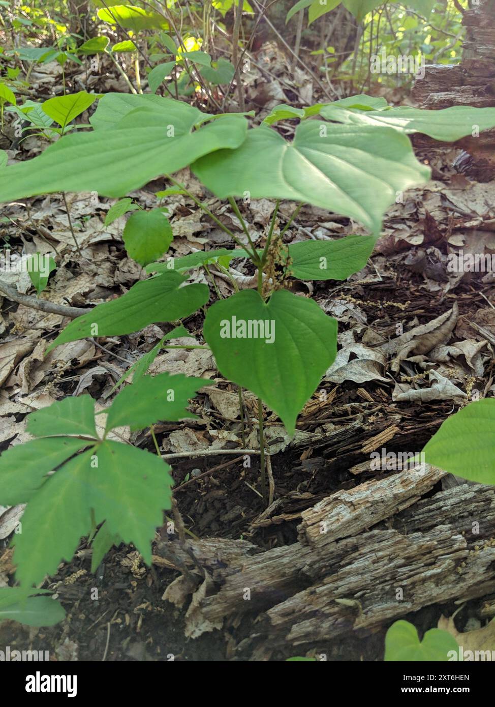 wild yam (Dioscorea villosa) Plantae Stock Photo - Alamy