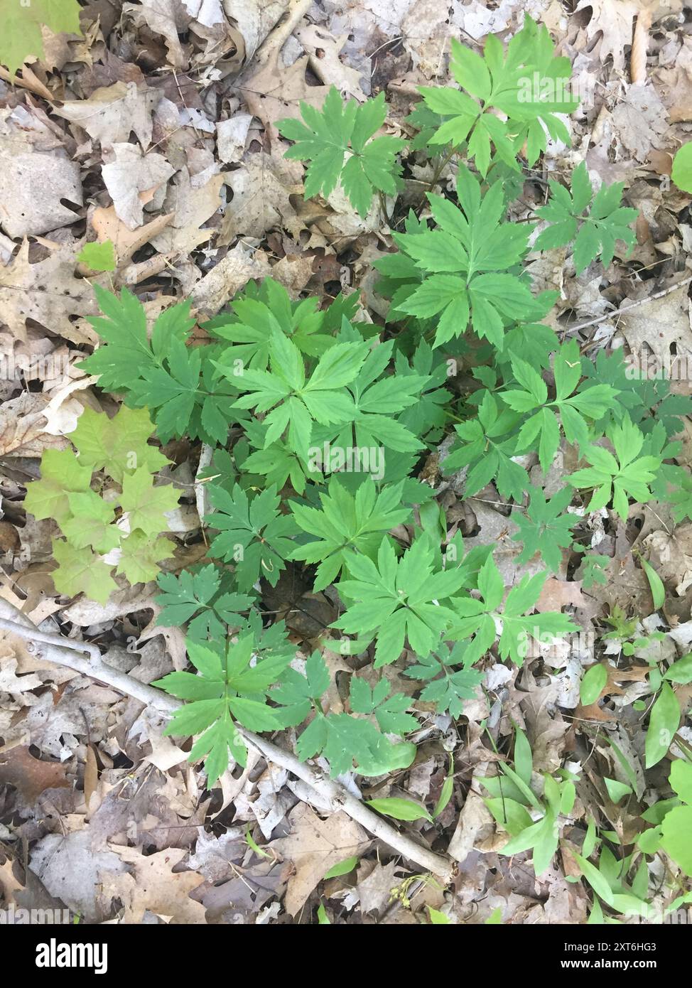 Virginia waterleaf (Hydrophyllum virginianum) Plantae Stock Photo - Alamy