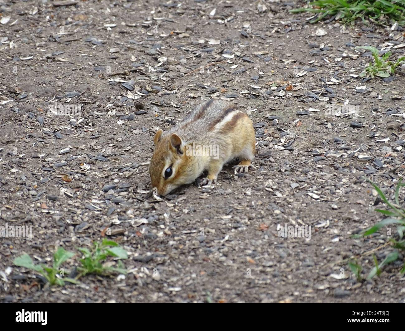 Eastern Chipmunk (Tamias striatus) Mammalia Stock Photo - Alamy