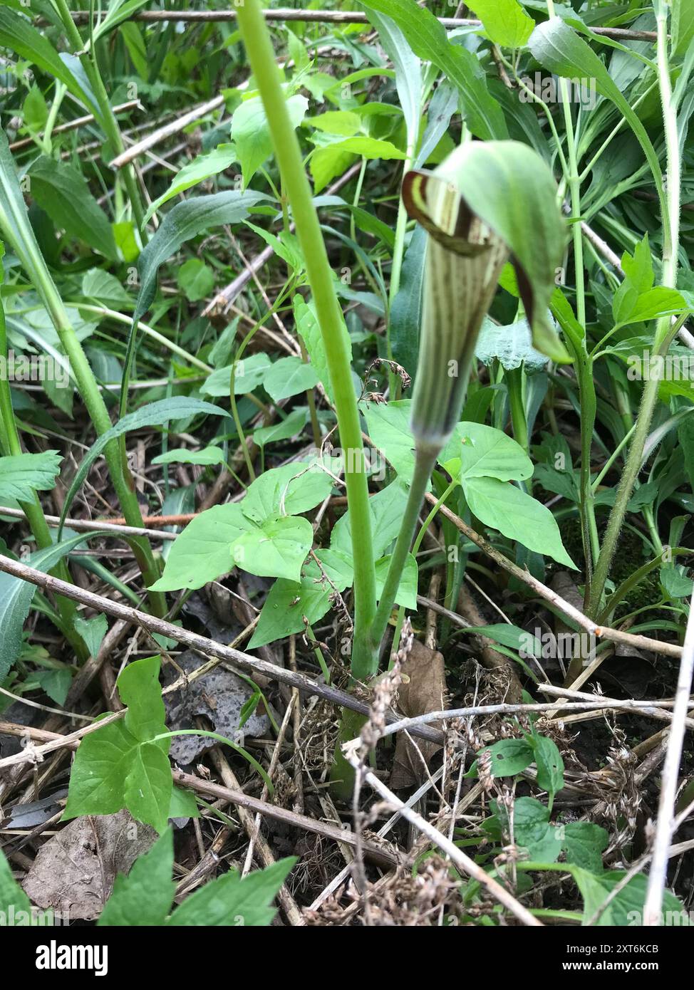 5 Jack In The Pulpit Roots – Arisaema Triphyllum, Bare Root Wildflowers, Zones 3–9