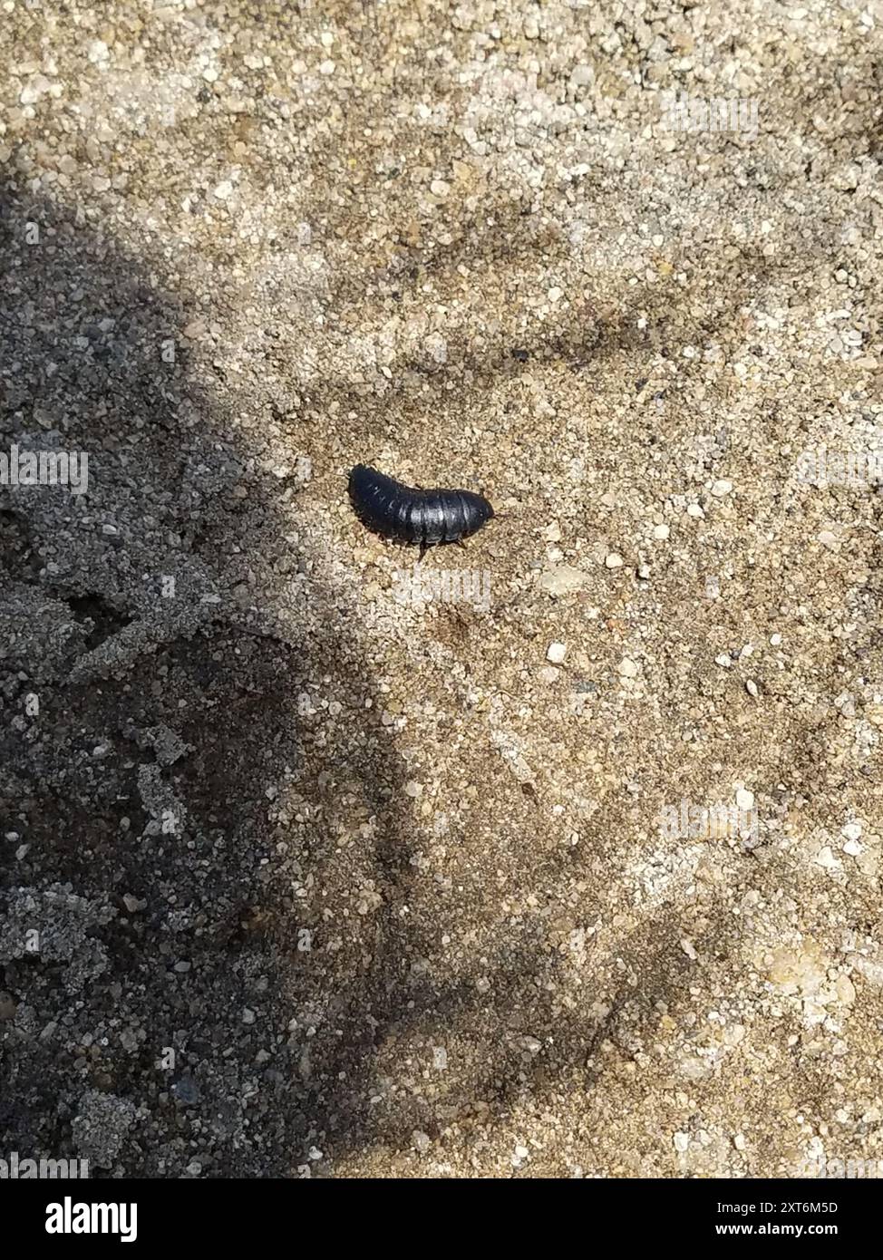 Carrion Inset Burying and Carrion Beetles (Silphidae) Insecta Stock Photo - Alamy