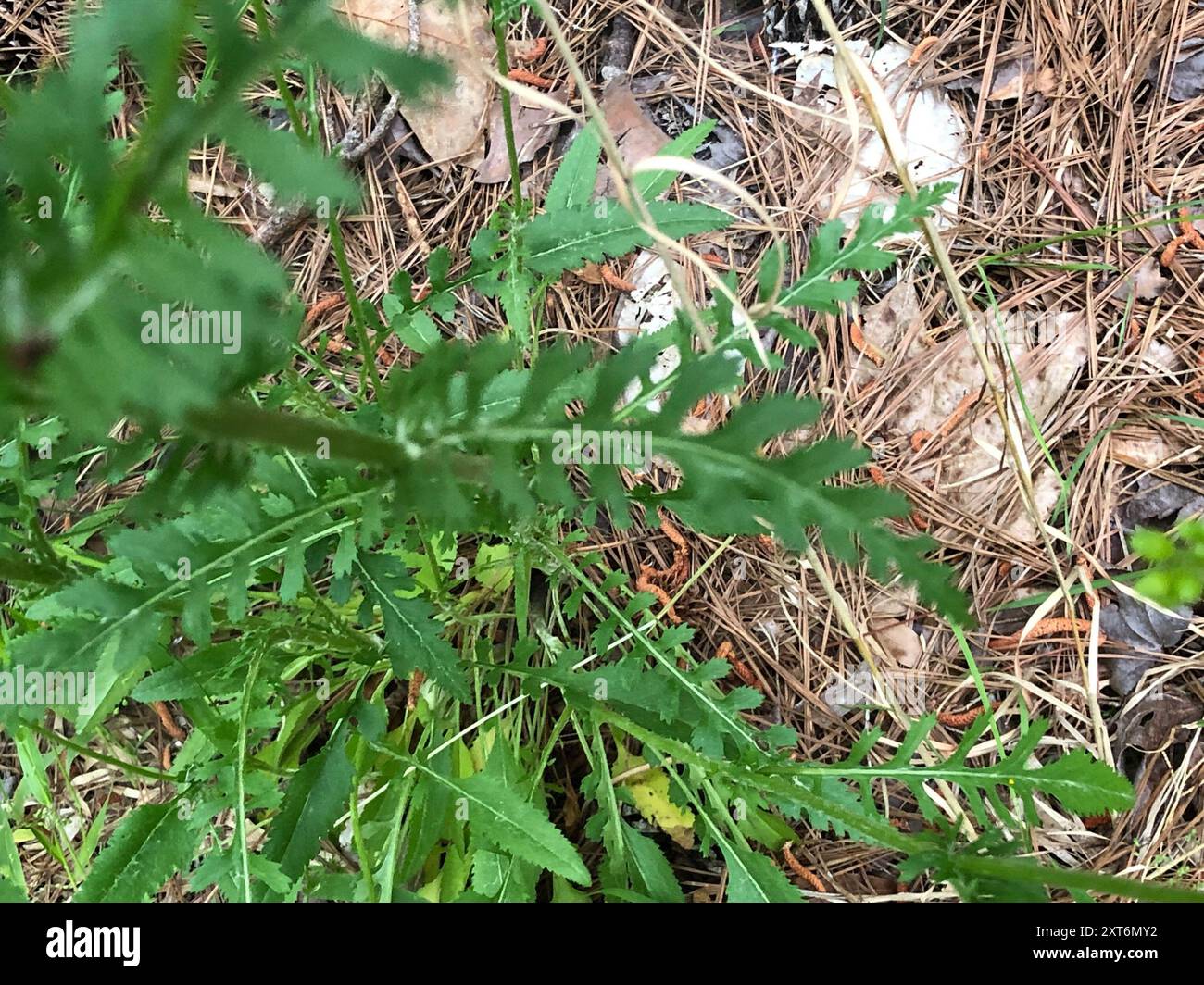 Small's ragwort (Packera anonyma) Plantae Stock Photo - Alamy