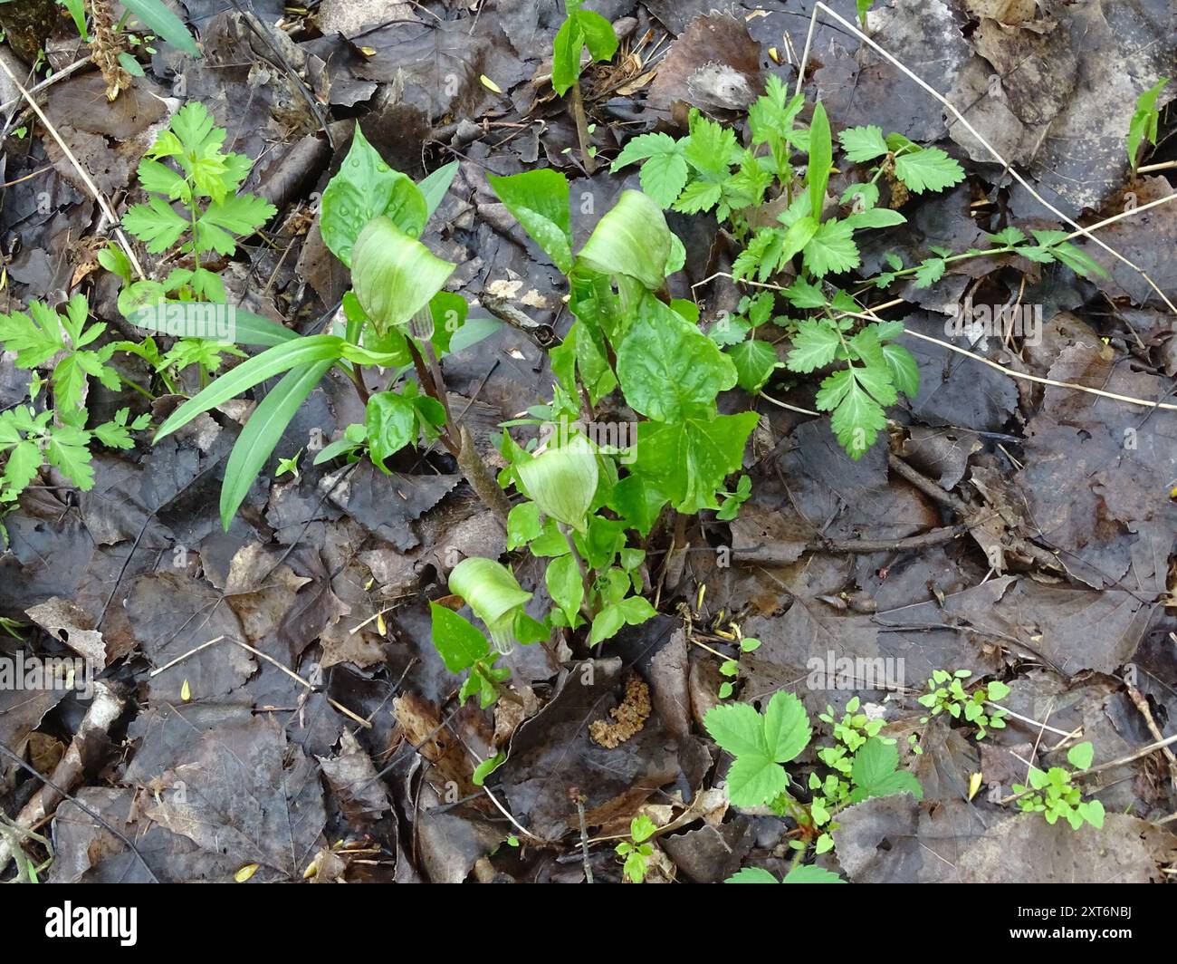 arisaema triphyllum jack in the pulpit