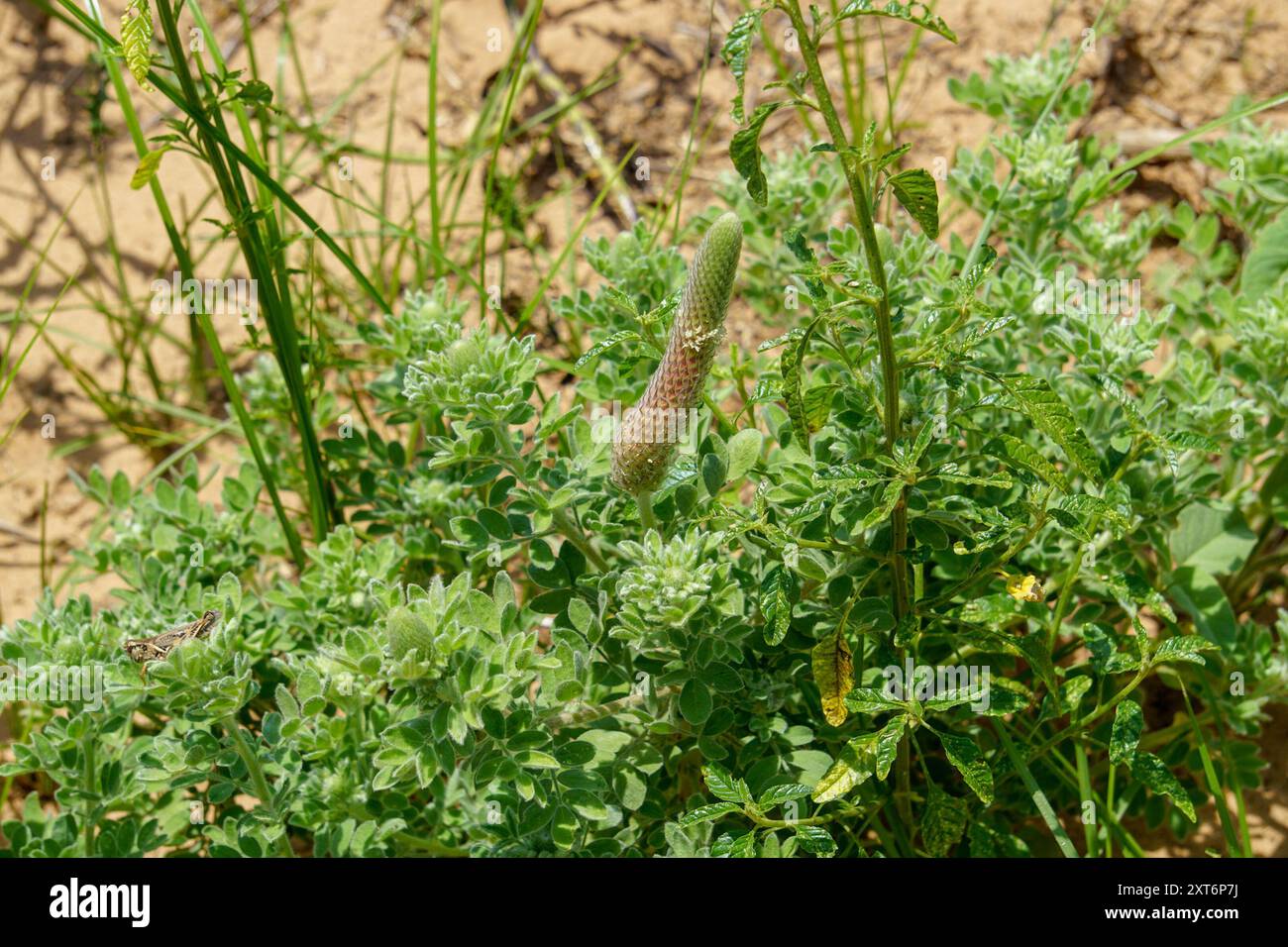 Pussyfoot (Dalea obovata) Plantae Stock Photo - Alamy