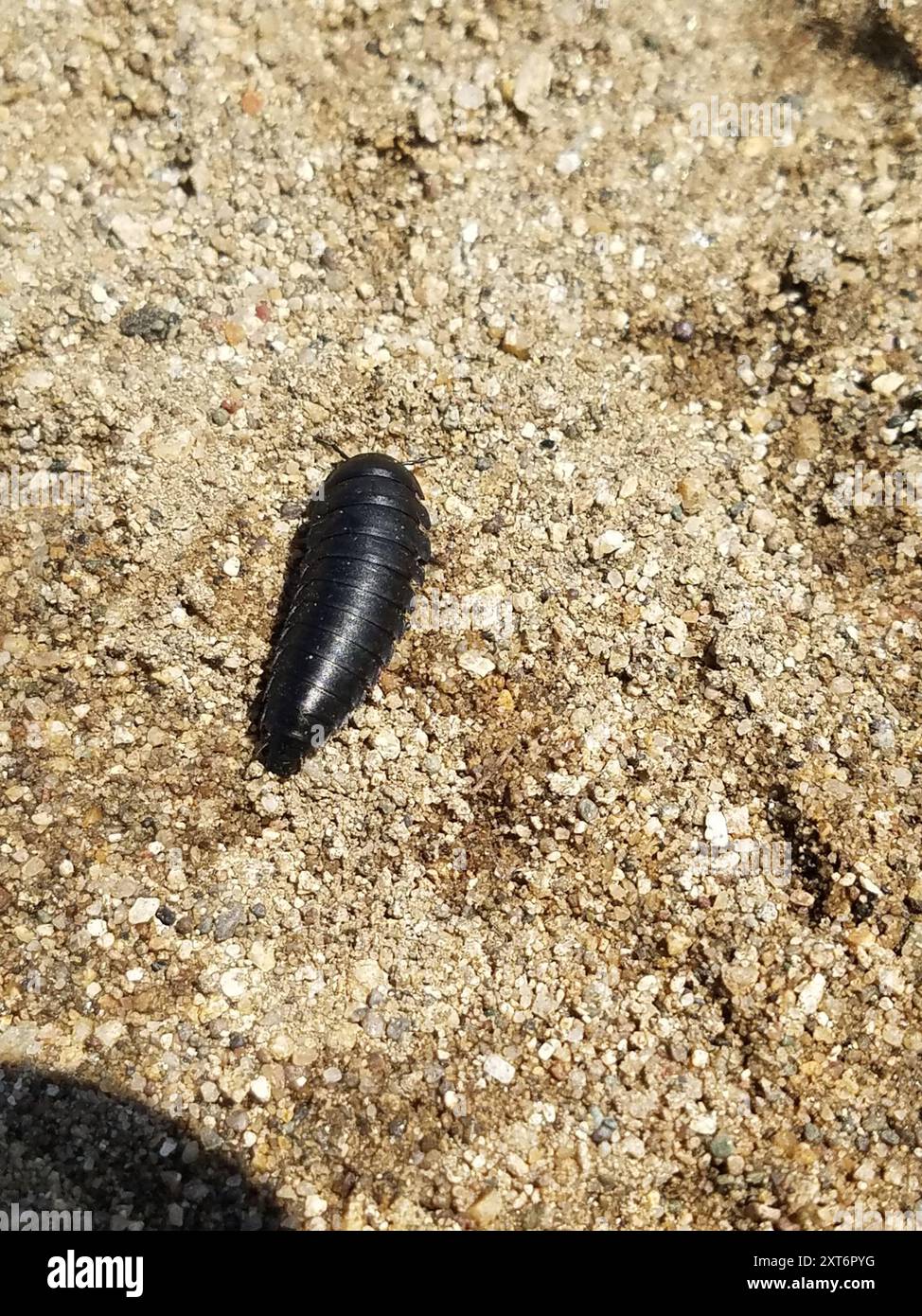 Carrion Inset Burying and Carrion Beetles (Silphidae) Insecta Stock Photo - Alamy