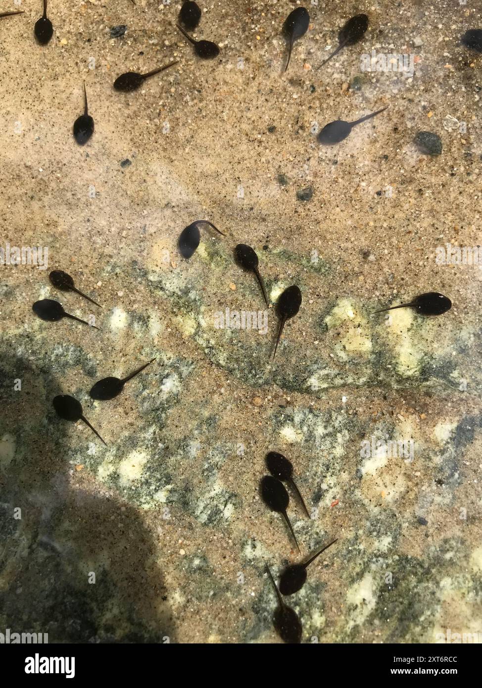 Frogs and Toads (Anura) Amphibia Stock Photo - Alamy