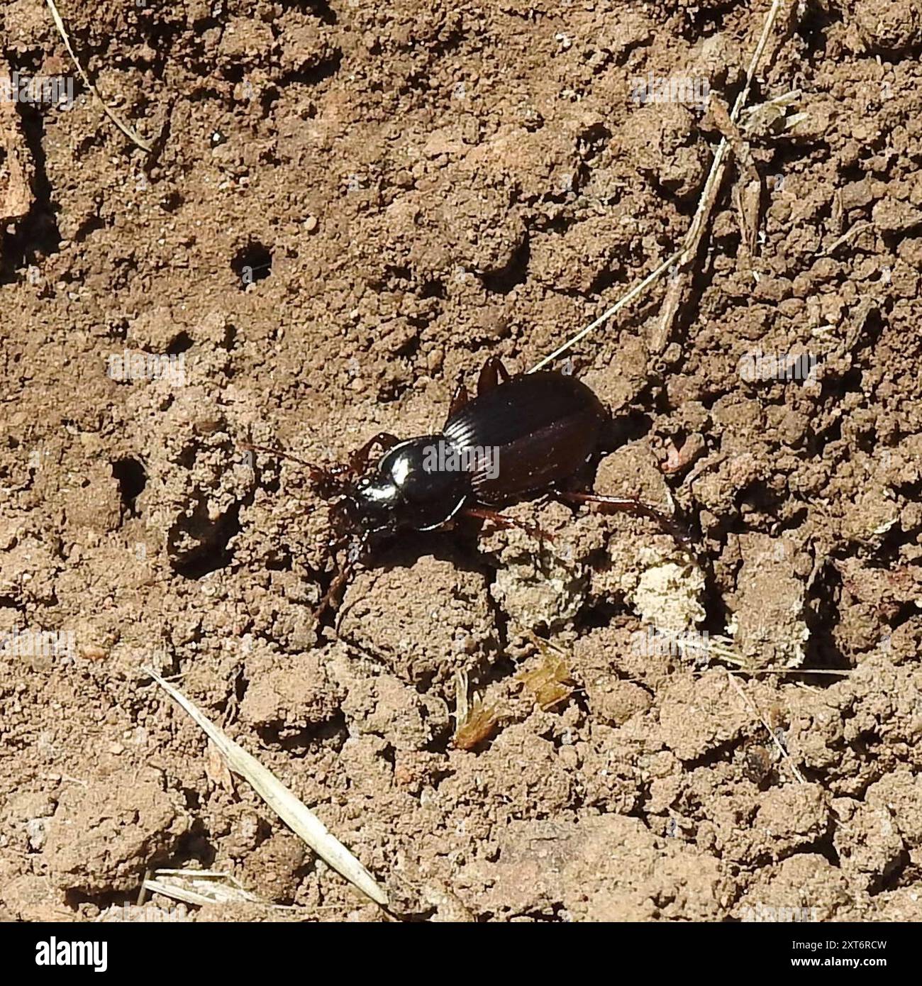 Clock Insect Blackclock Ground Beetles (Pterostichus) Insecta Stock Photo - Alamy
