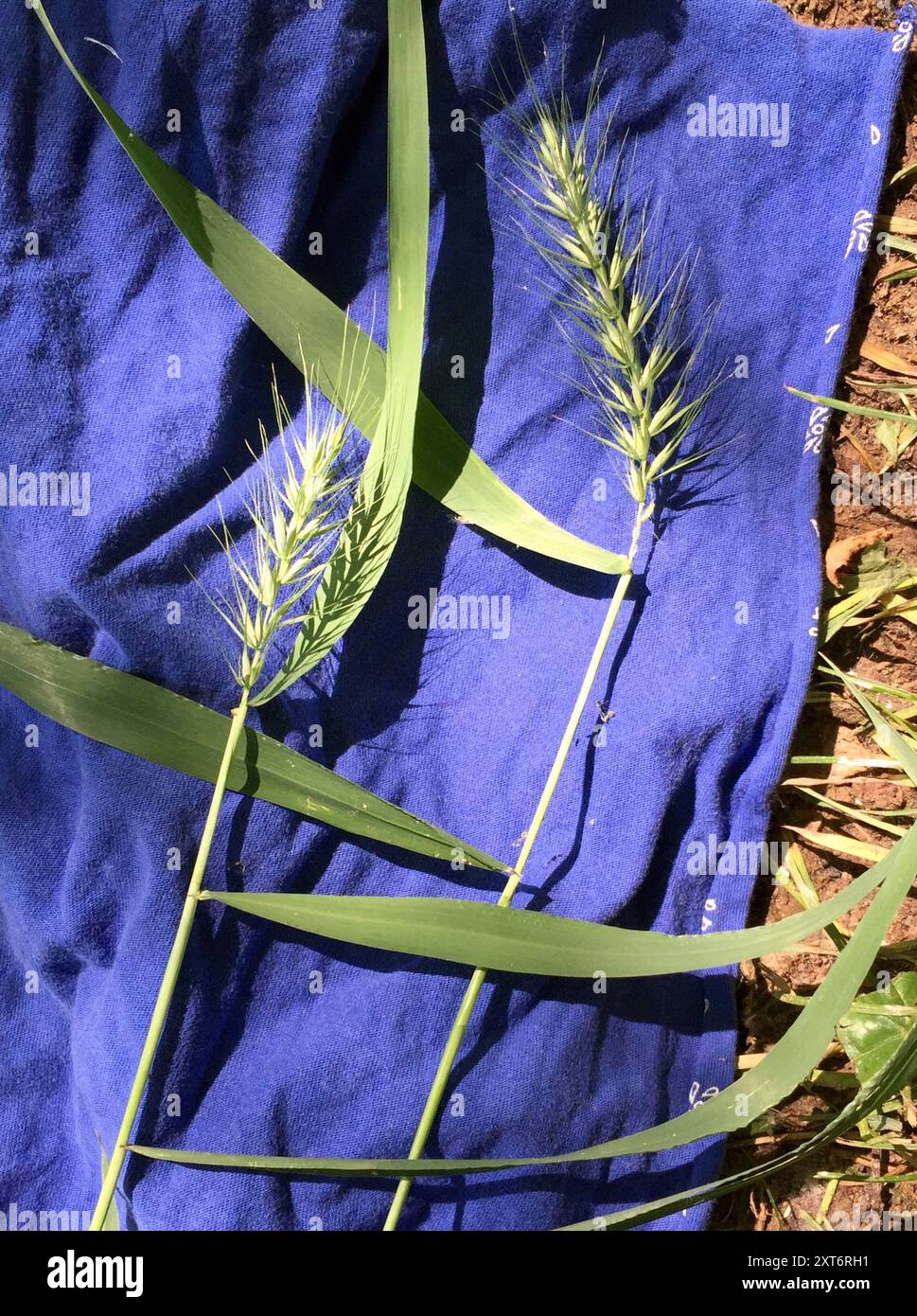 MacGregor's Wildrye (Elymus macgregorii) Plantae Stock Photo