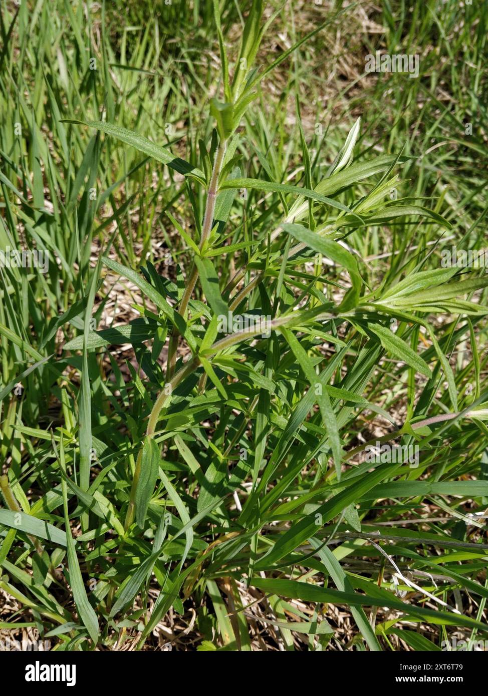 Virginia mountain mint (Pycnanthemum virginianum) Plantae Stock Photo