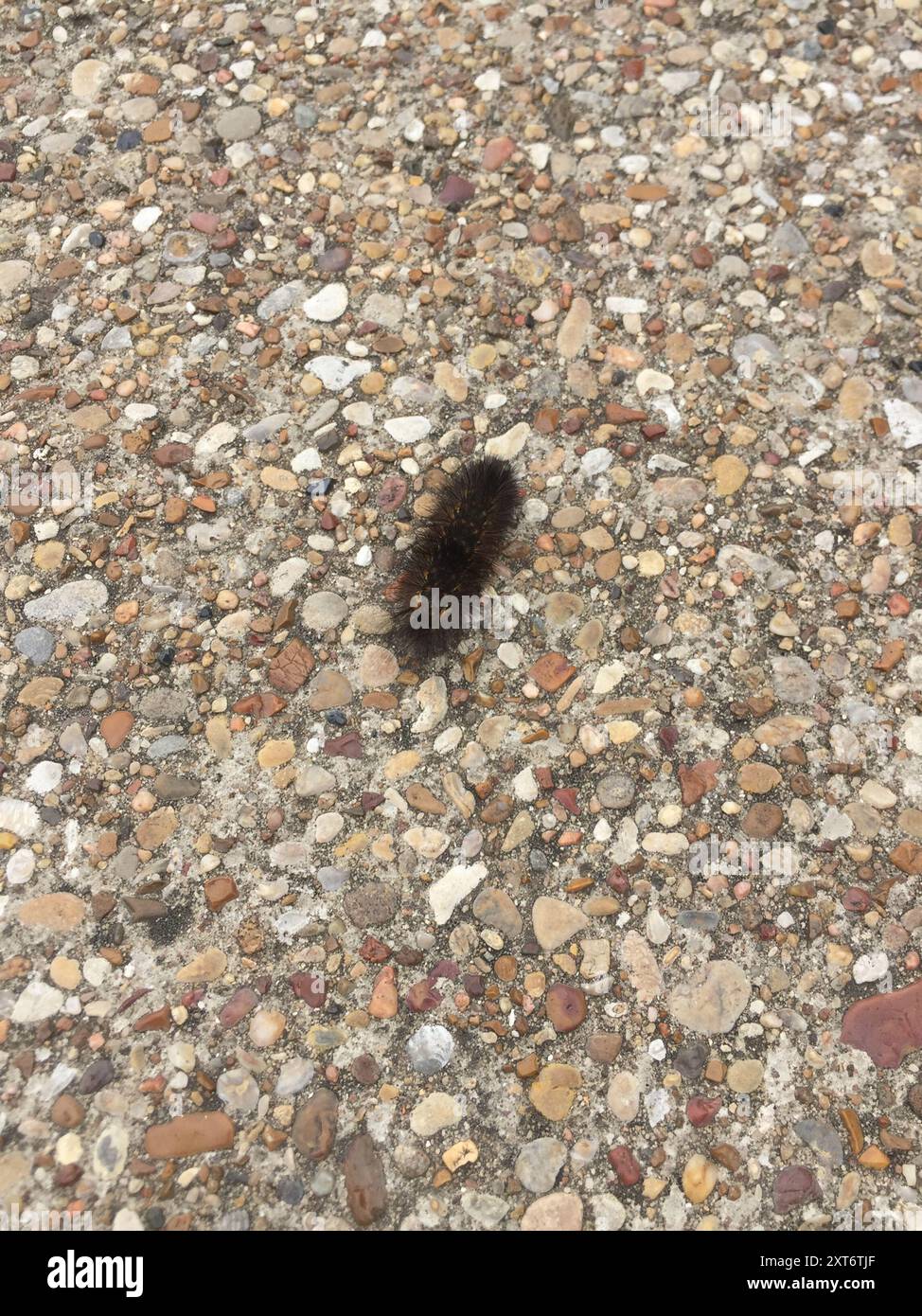 Salt Marsh Moth (Estigmene acrea) Insecta Stock Photo - Alamy