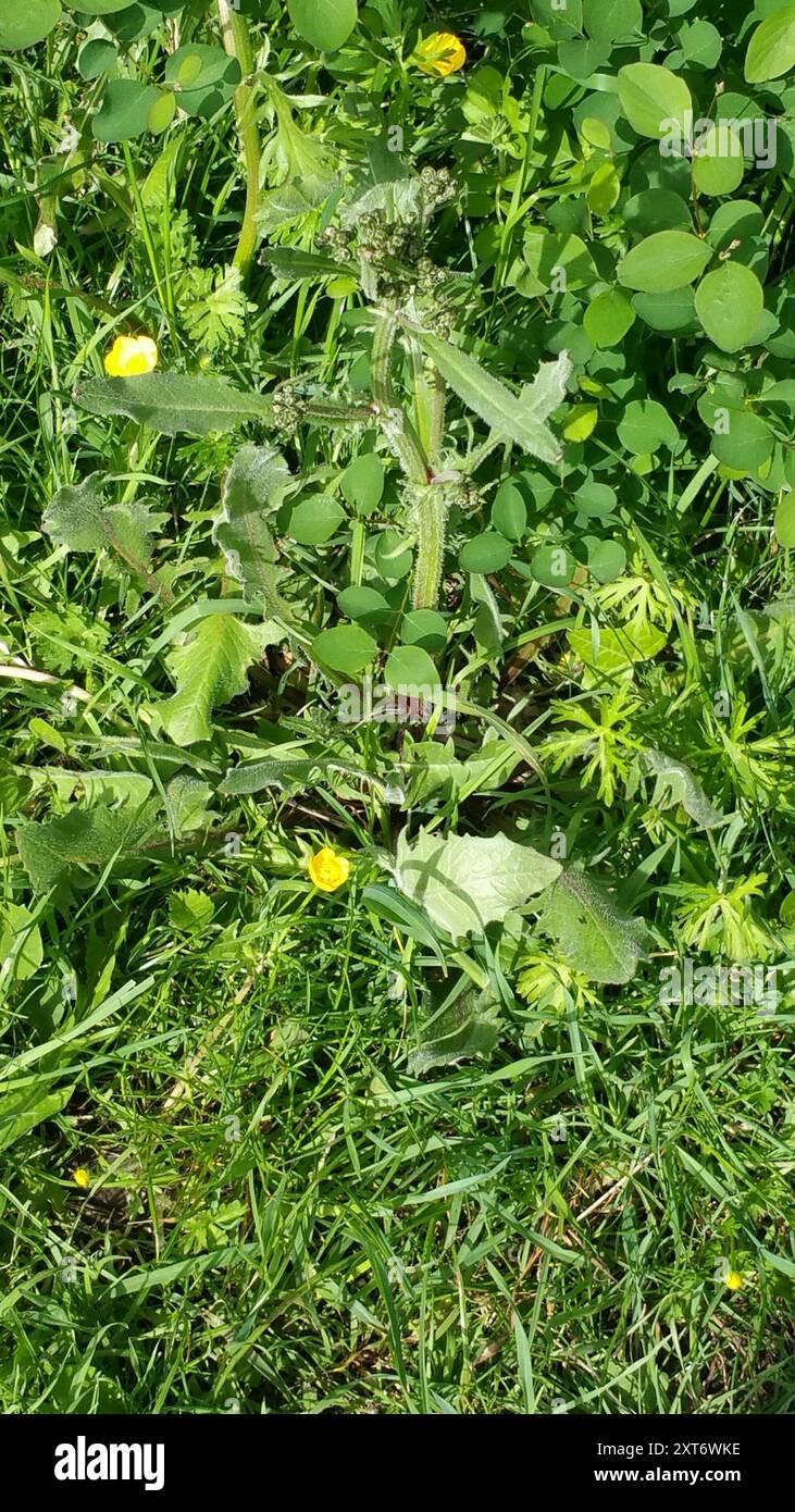 plants (Plantae) Plantae Stock Photo - Alamy