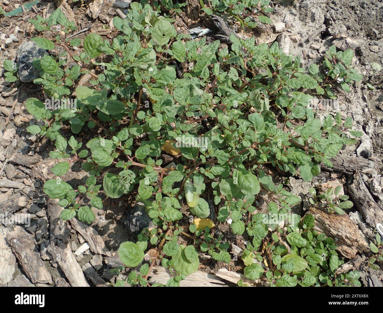Trianthema portulacastrum / [Species detail] / Plant Atlas, image size:1300x1064