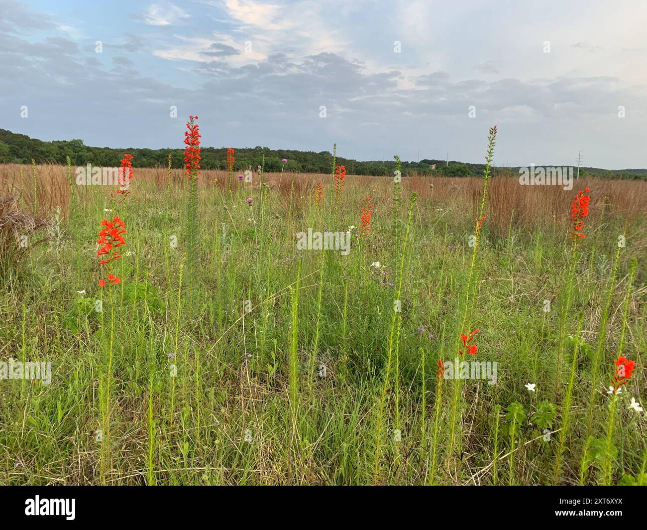 standing cypress (Ipomopsis rubra) Plantae Stock Photo - Alamy