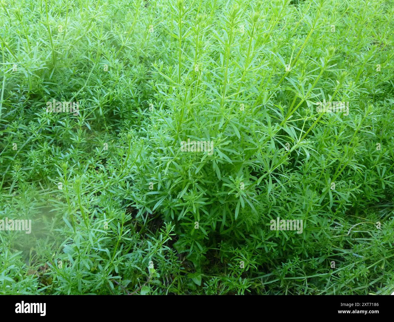 catchweed bedstraw (Galium aparine) Plantae Stock Photo - Alamy